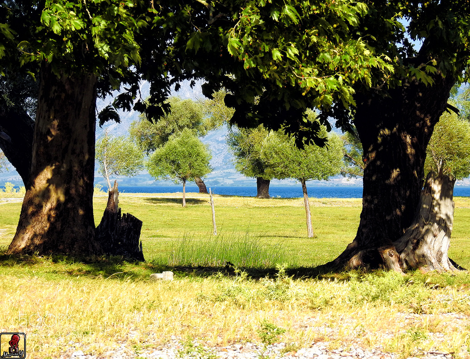 Nikon Coolpix P900 sample photo. Trees photography