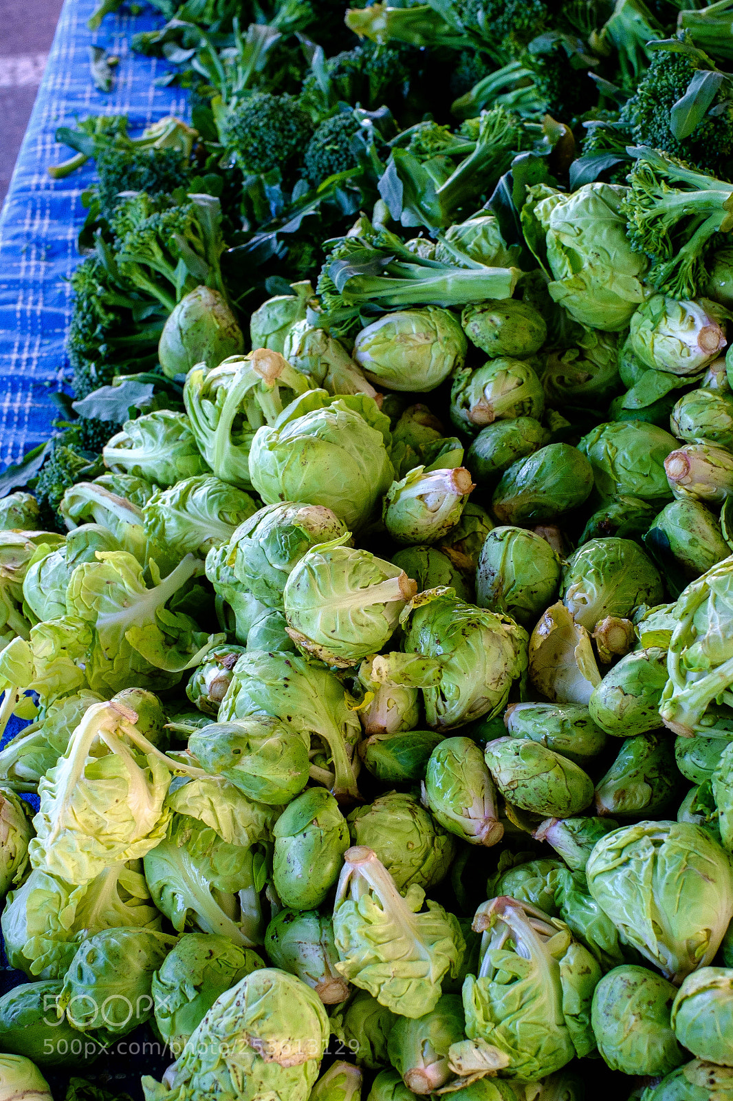 Fujifilm X-Pro1 sample photo. Brussel sprouts photography
