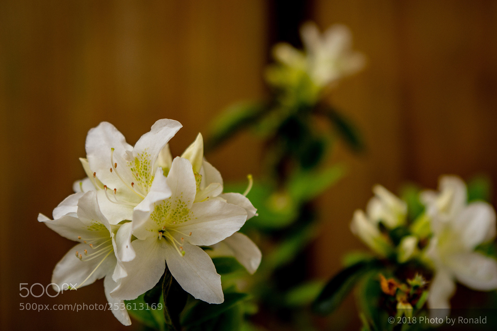 Nikon D7200 sample photo. Floral...... photography