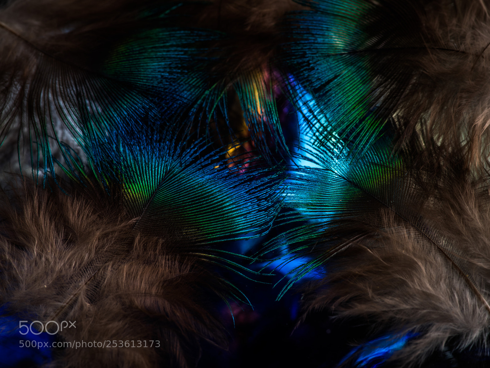 Nikon D810 sample photo. Peering photography