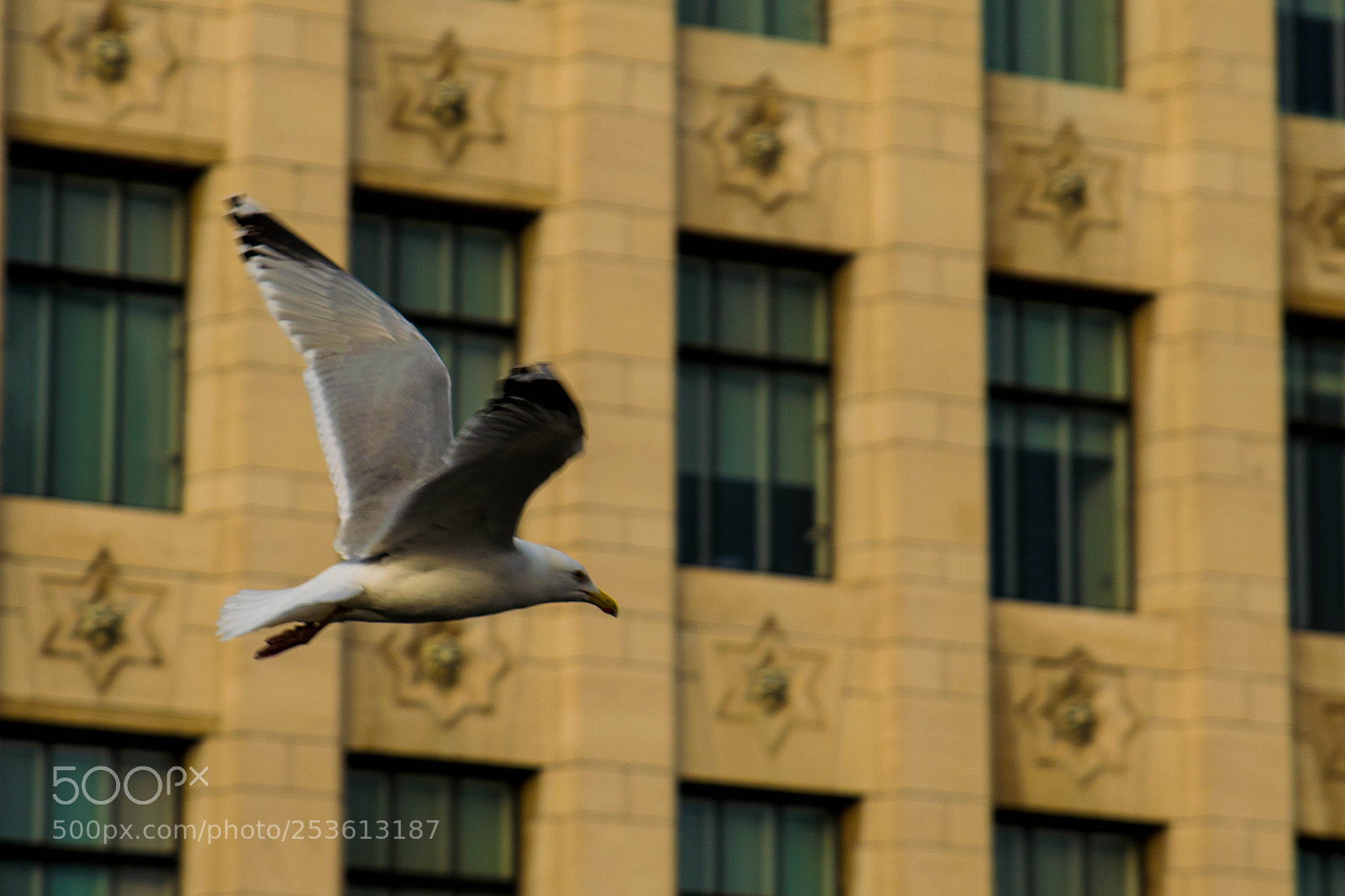 Nikon D5300 sample photo. Freedom flight photography
