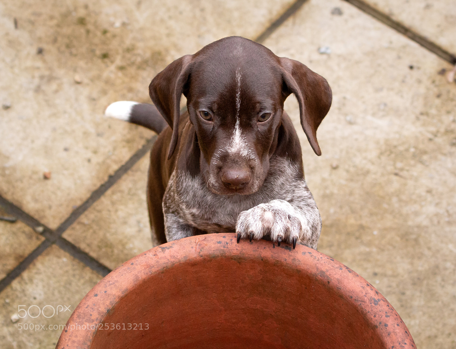 Canon EOS 70D sample photo. Purdey 2 photography