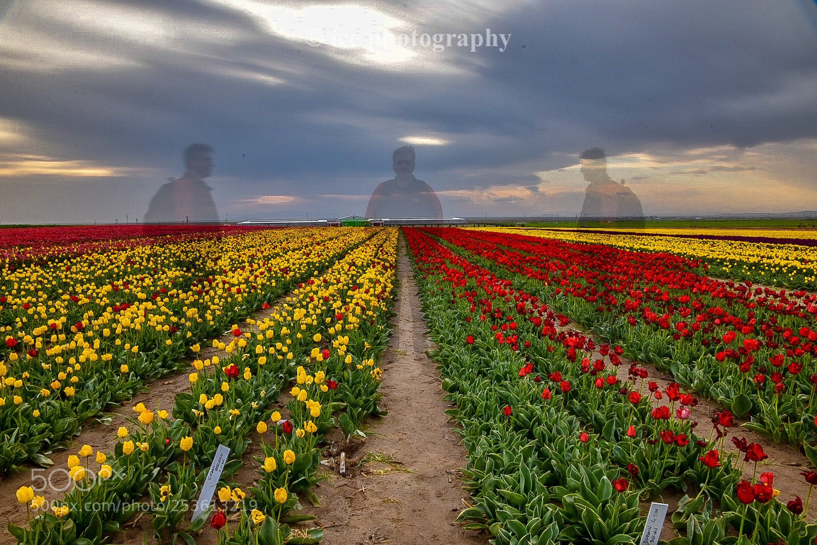 Nikon D7200 sample photo. Tulip ghost photography