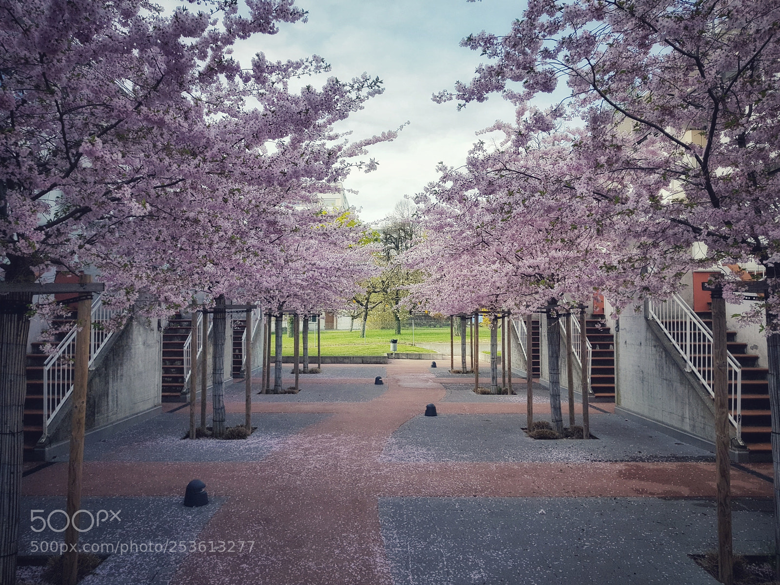 Samsung Galaxy S8 sample photo. Cherry trees photography