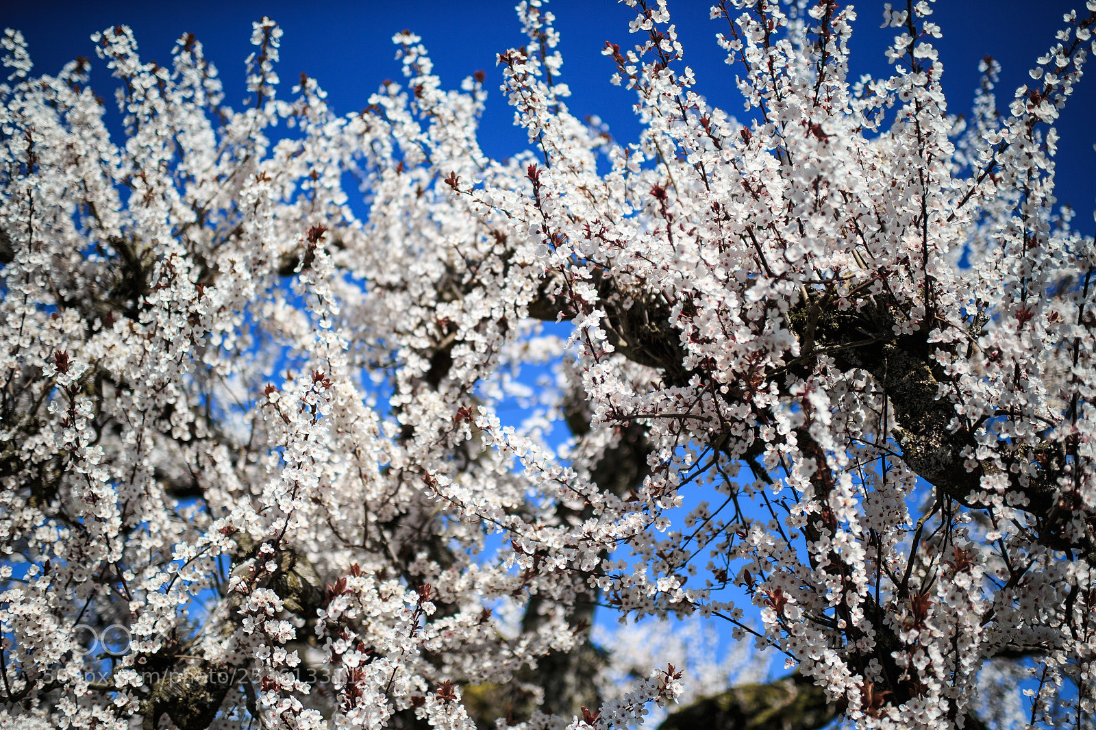 Canon EOS-1D X sample photo. Gone too soon photography