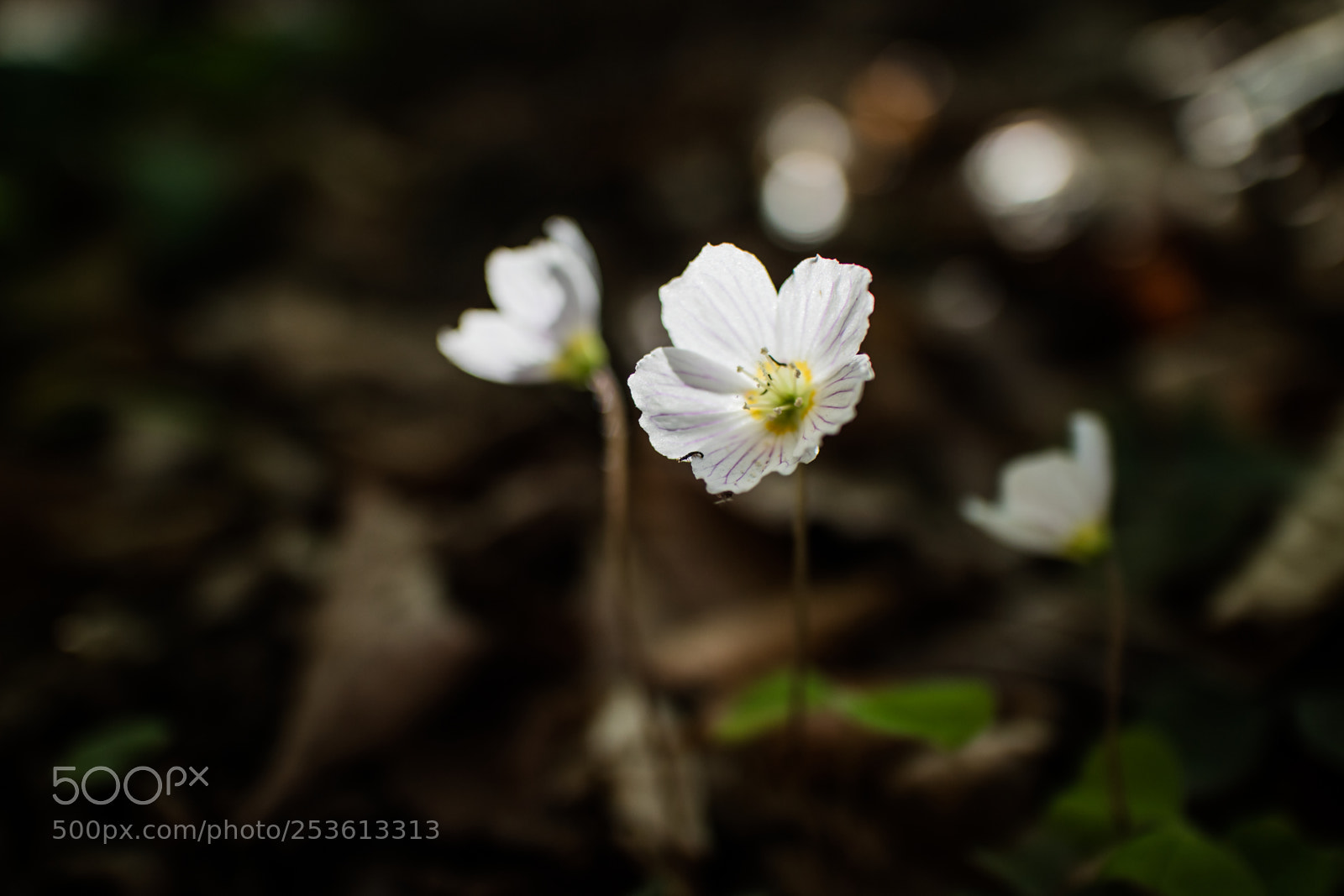 Canon EOS M3 sample photo. Klee photography