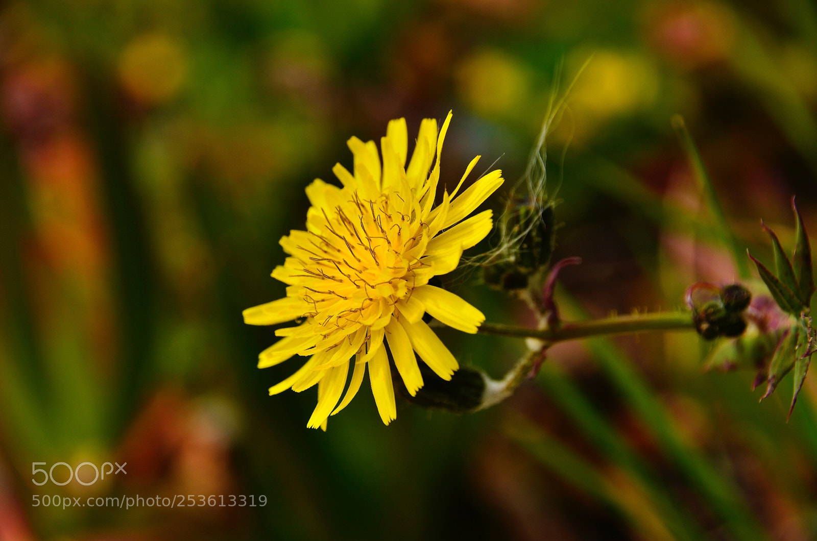 Nikon D7000 sample photo. Svg  photography