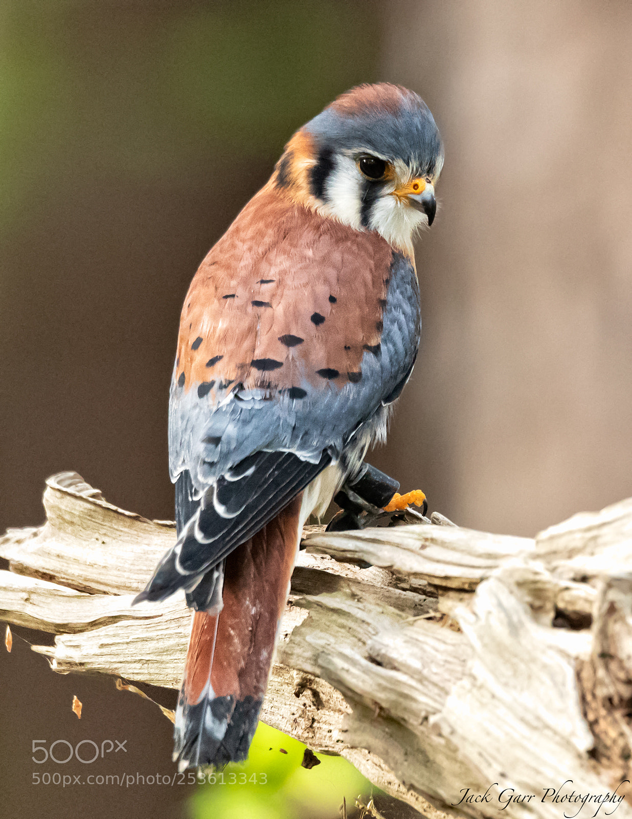 Canon EOS-1D X Mark II sample photo. American kestrel photography