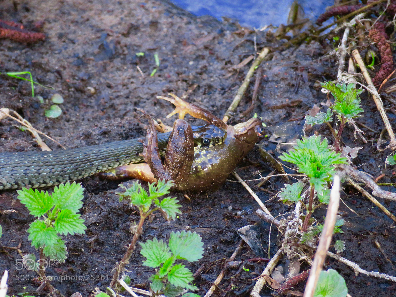 Canon PowerShot SX720 HS sample photo. Will be enough? photography