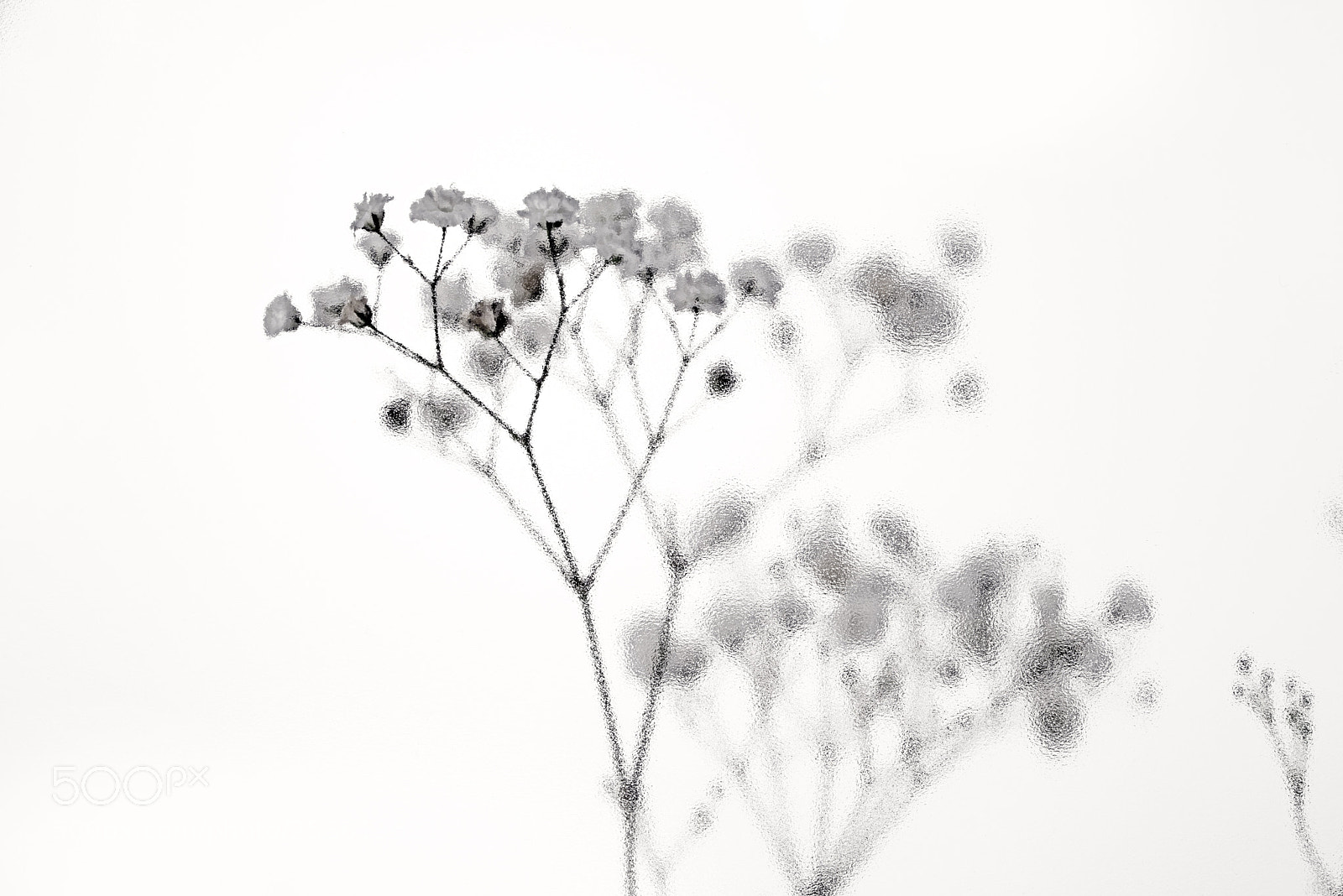 Nikon D600 sample photo. Fragile flower photography