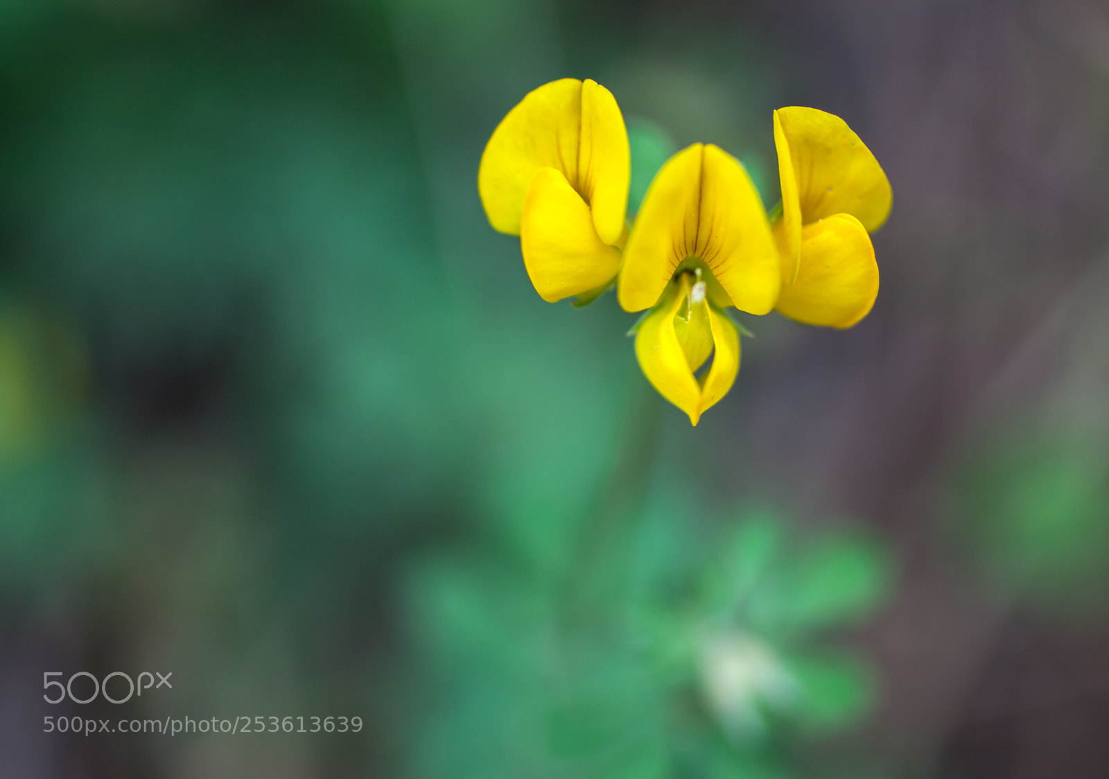Canon EOS 5D Mark II sample photo. Cute flower photography