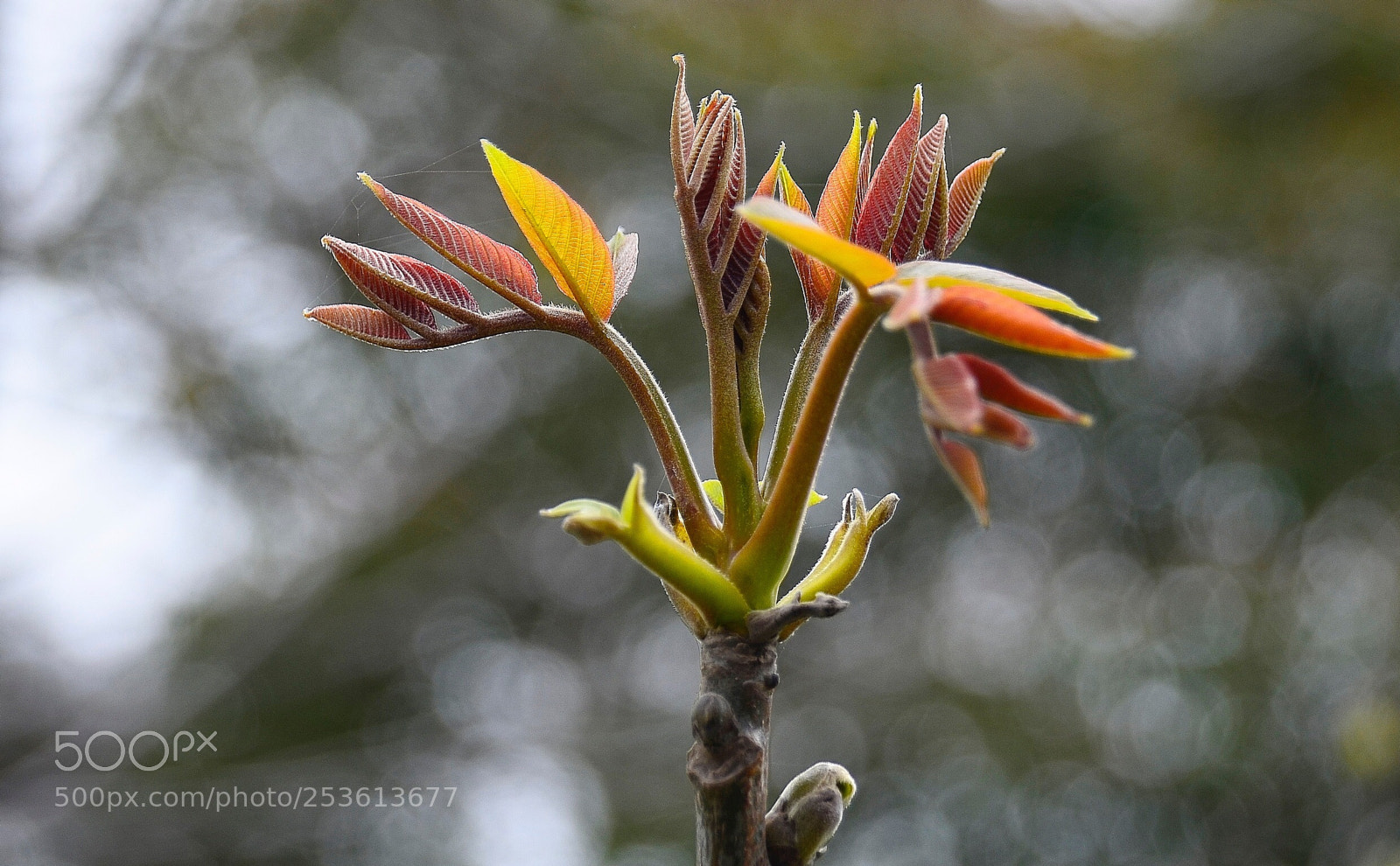 Nikon D7000 sample photo. Ozcn photography