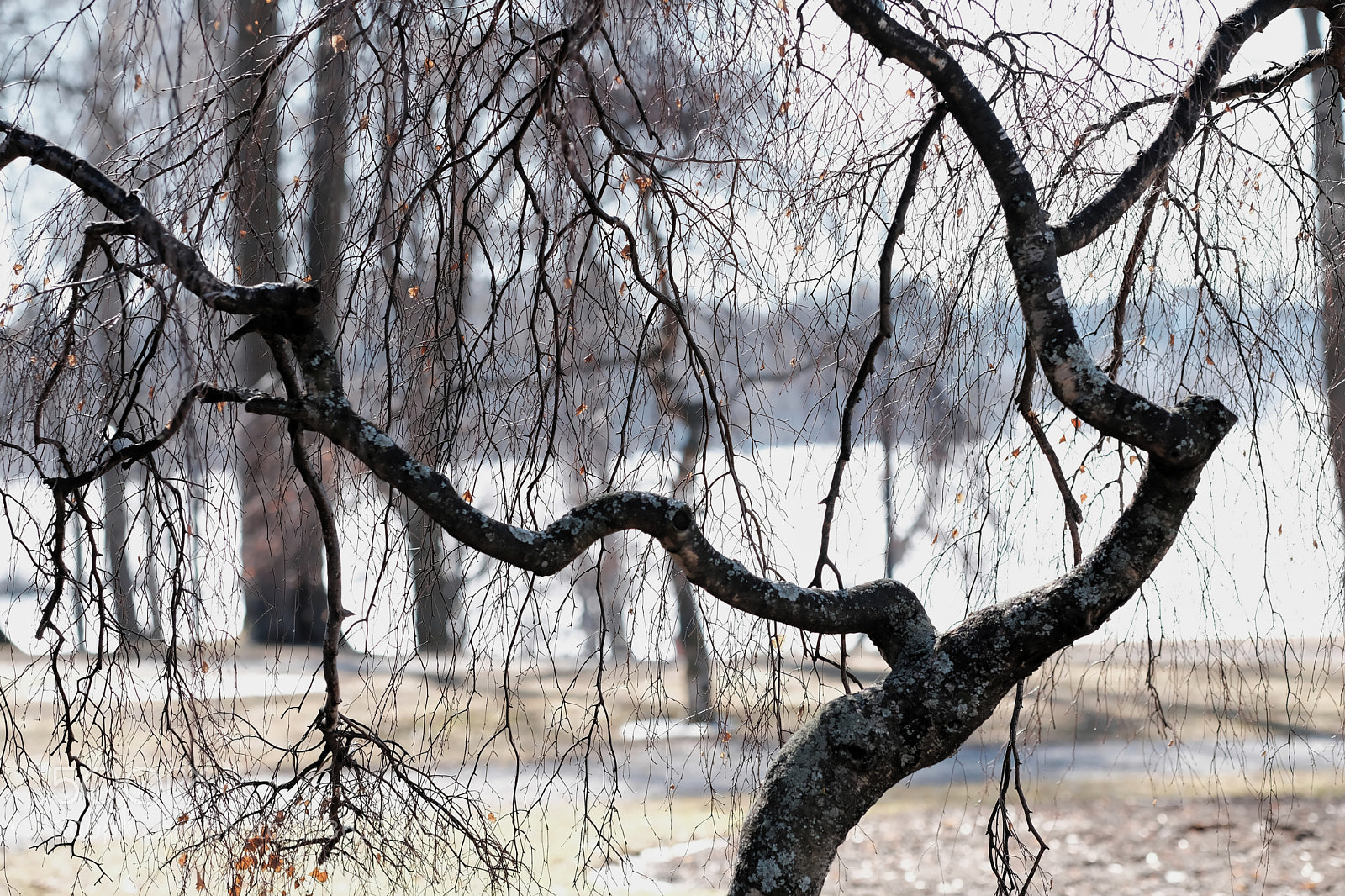 Fujifilm X-T2 sample photo. Trees photography