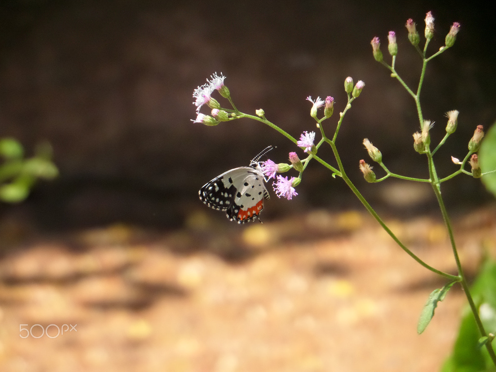 Samsung WB250F/WB251F/WB252F sample photo. Butterfly on a plant photography