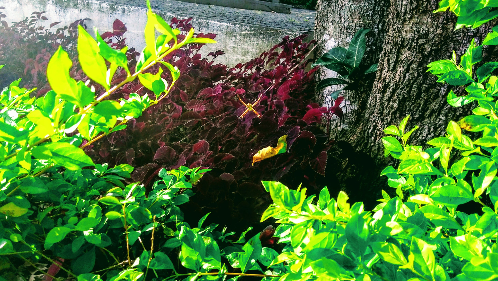 Motorola Moto G Play sample photo