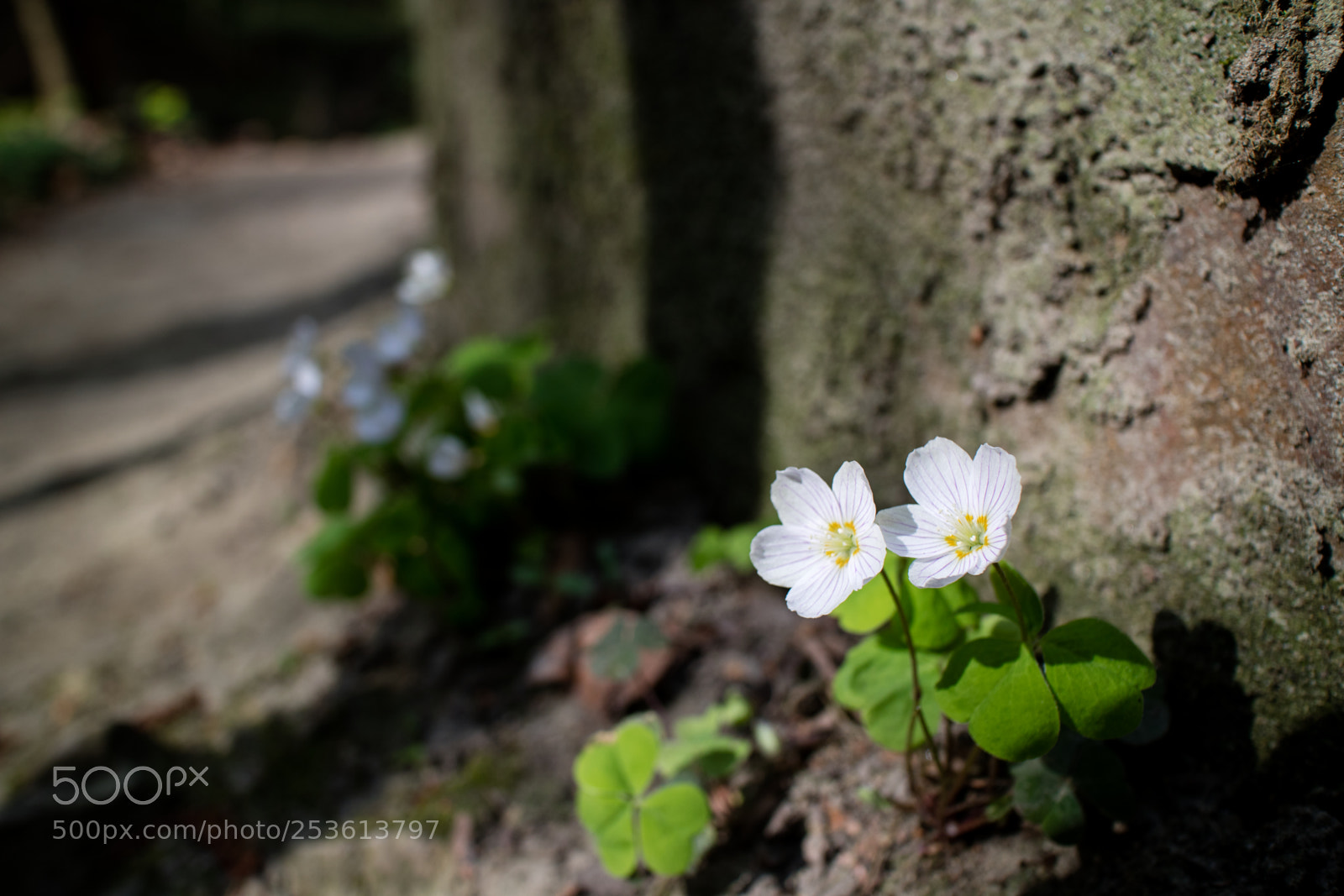Canon EOS M3 sample photo. Wayflower photography