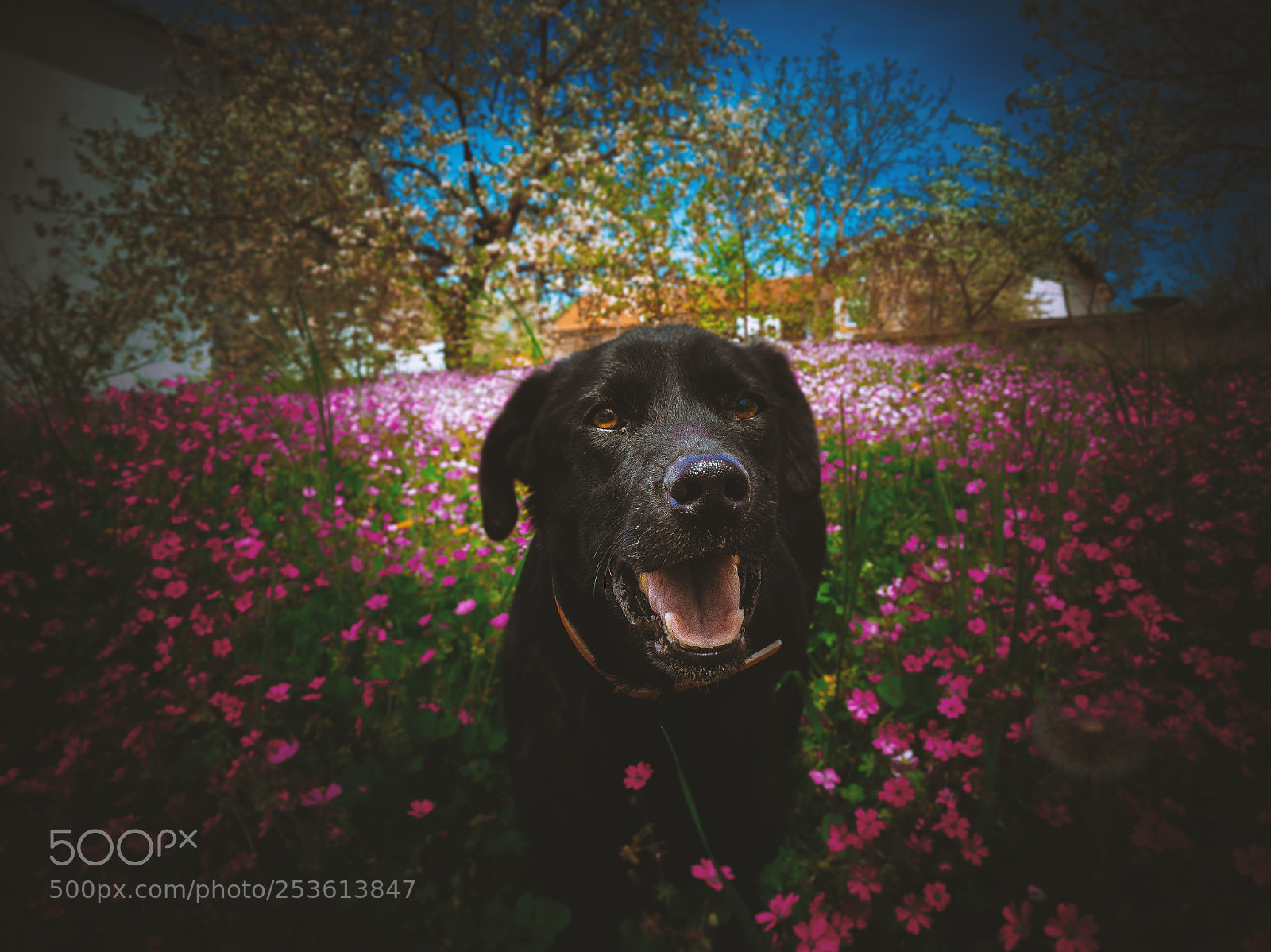 HUAWEI Mate 10 Lite sample photo. Colors of spring photography
