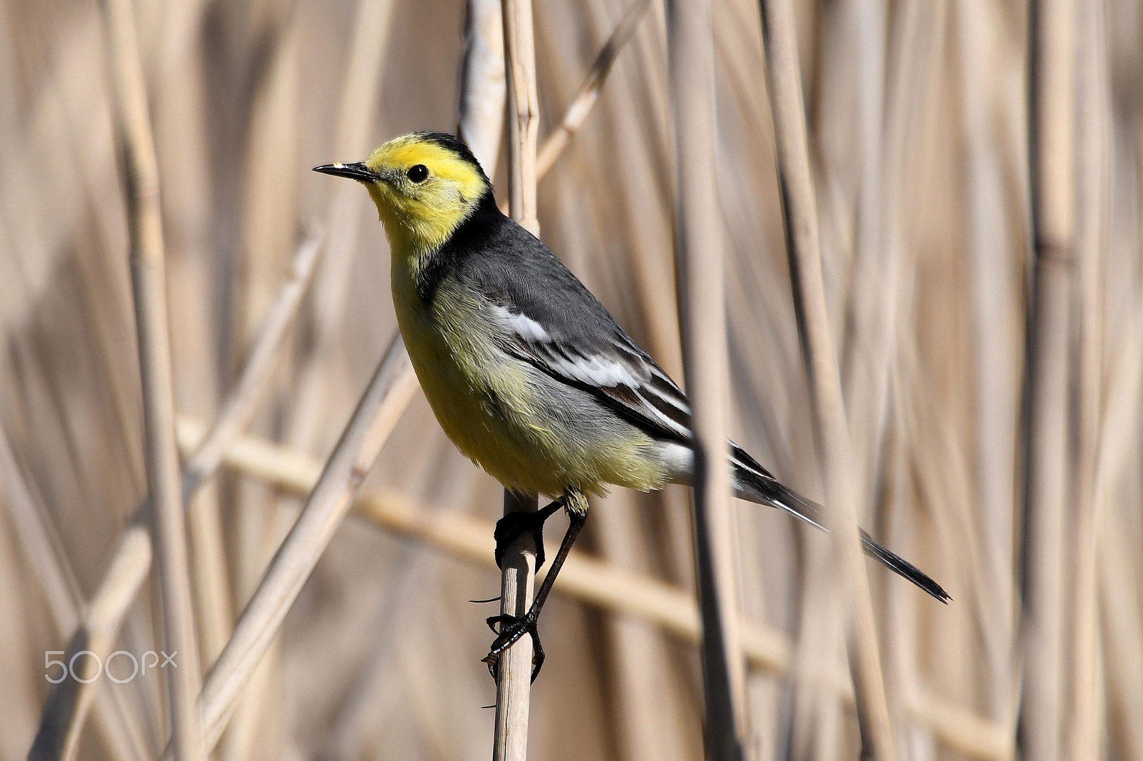 Nikon D500 sample photo. Citrine wagtail (motacilla citreola) photography