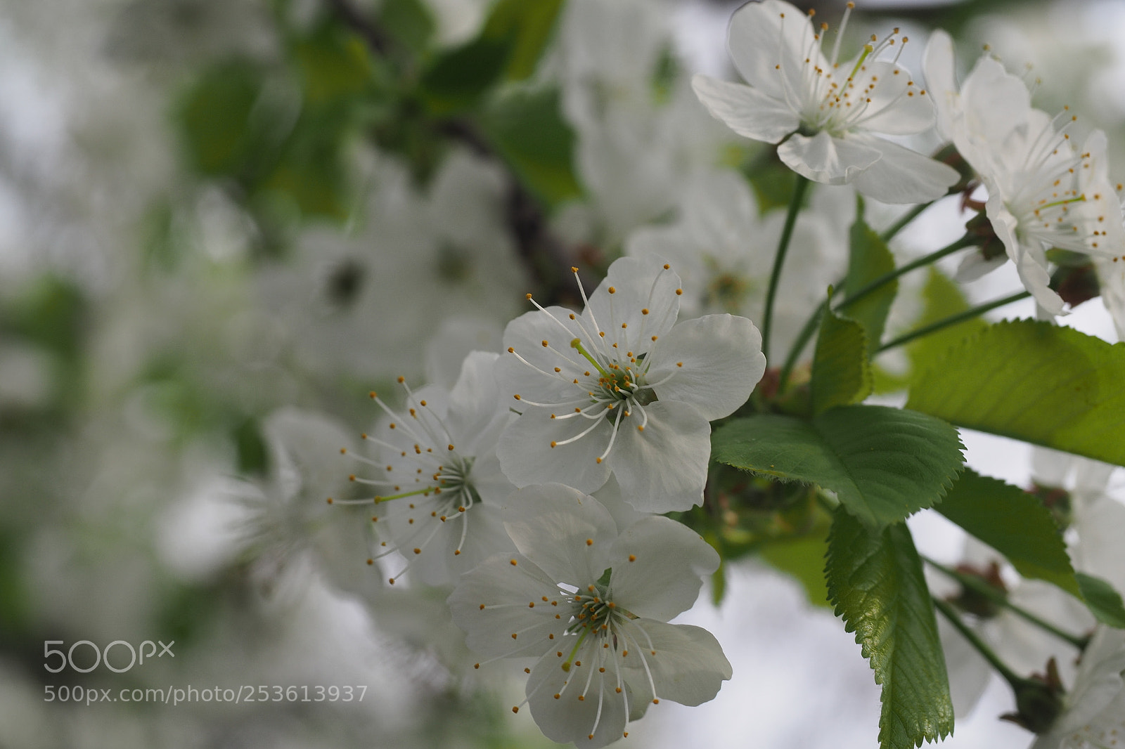 Olympus OM-D E-M5 II sample photo. Spring photography