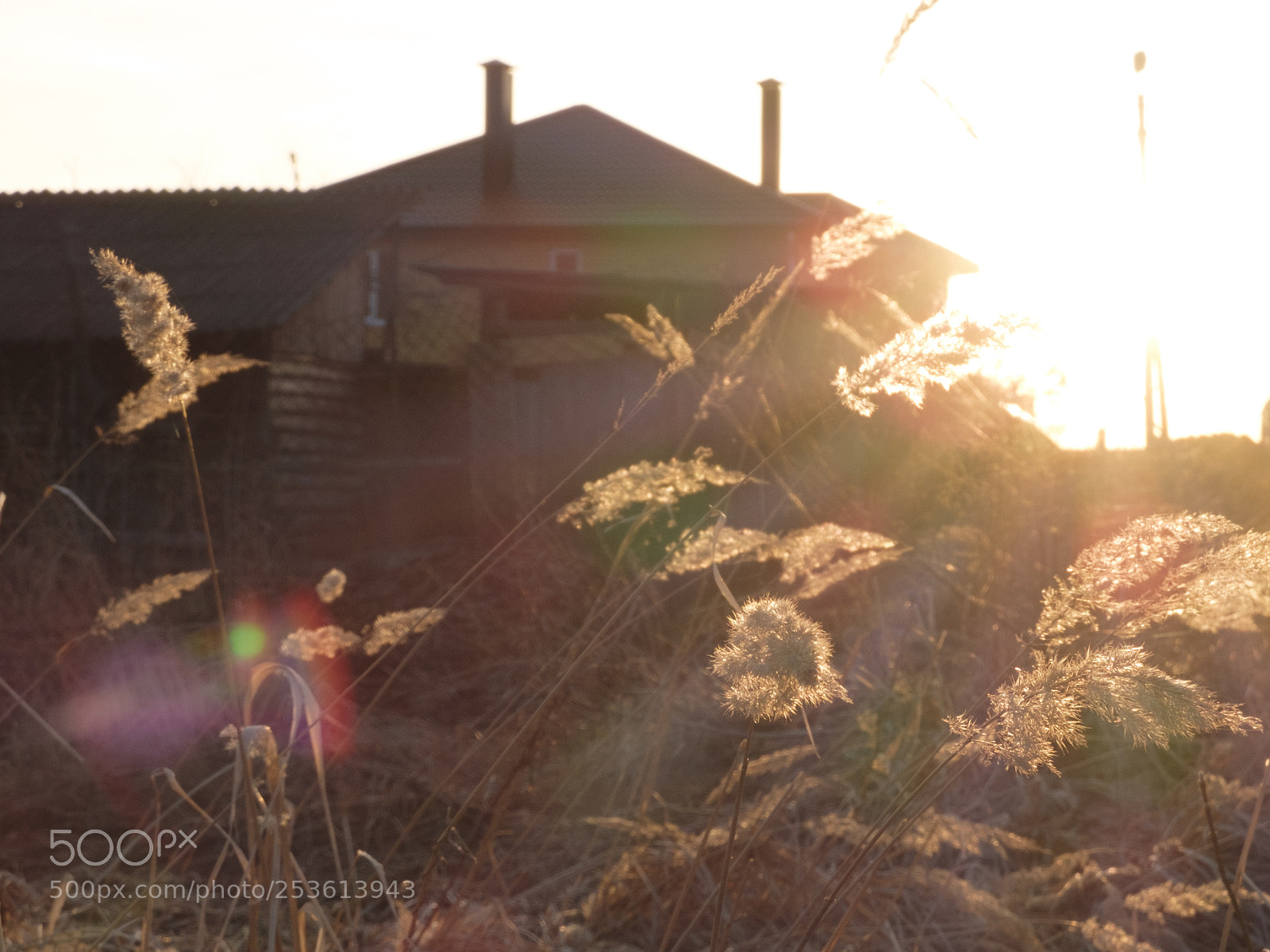 Fujifilm X20 sample photo. Gold photography