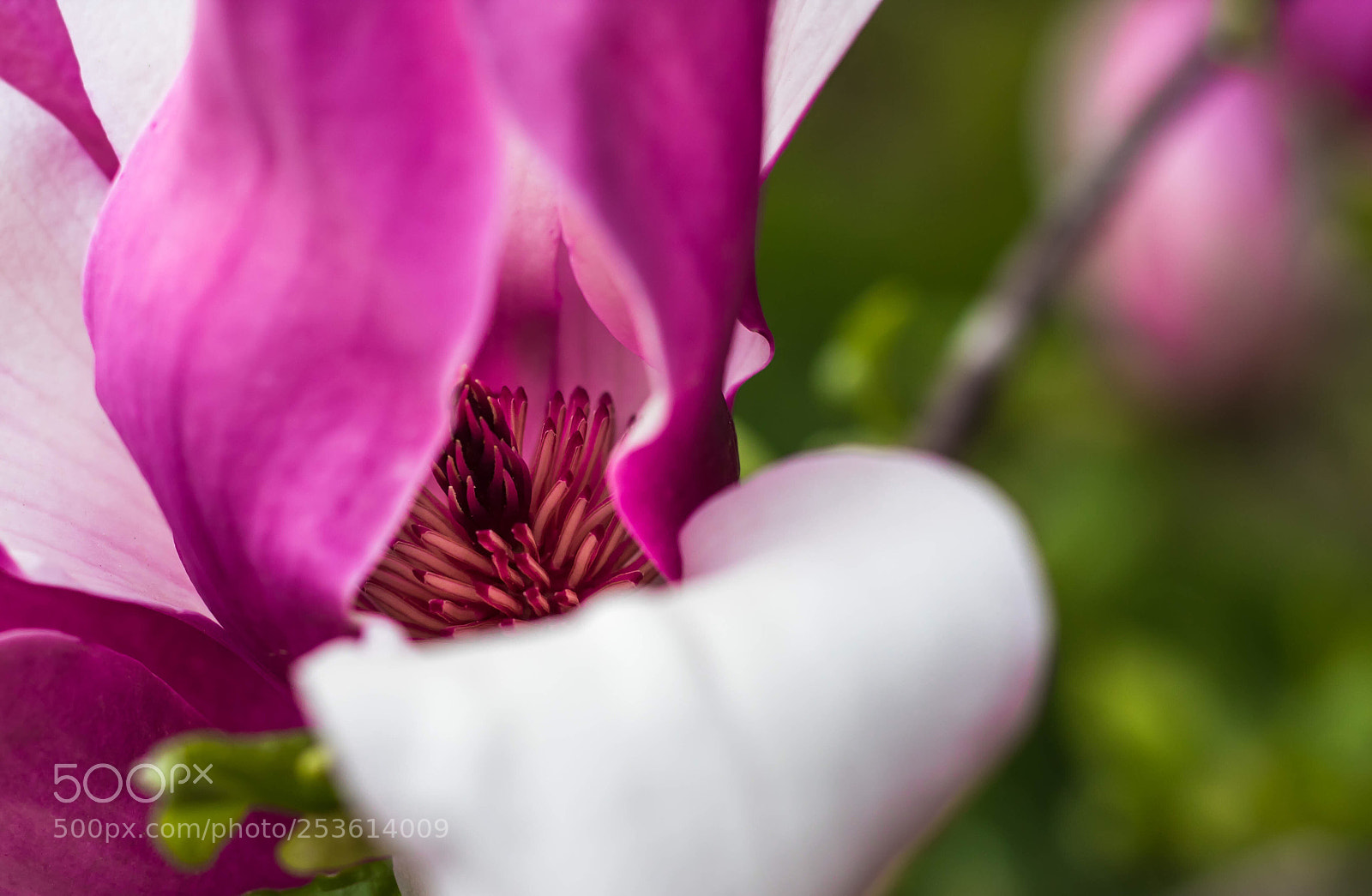 Canon EOS 1300D (EOS Rebel T6 / EOS Kiss X80) sample photo. Magnolia pestle photography