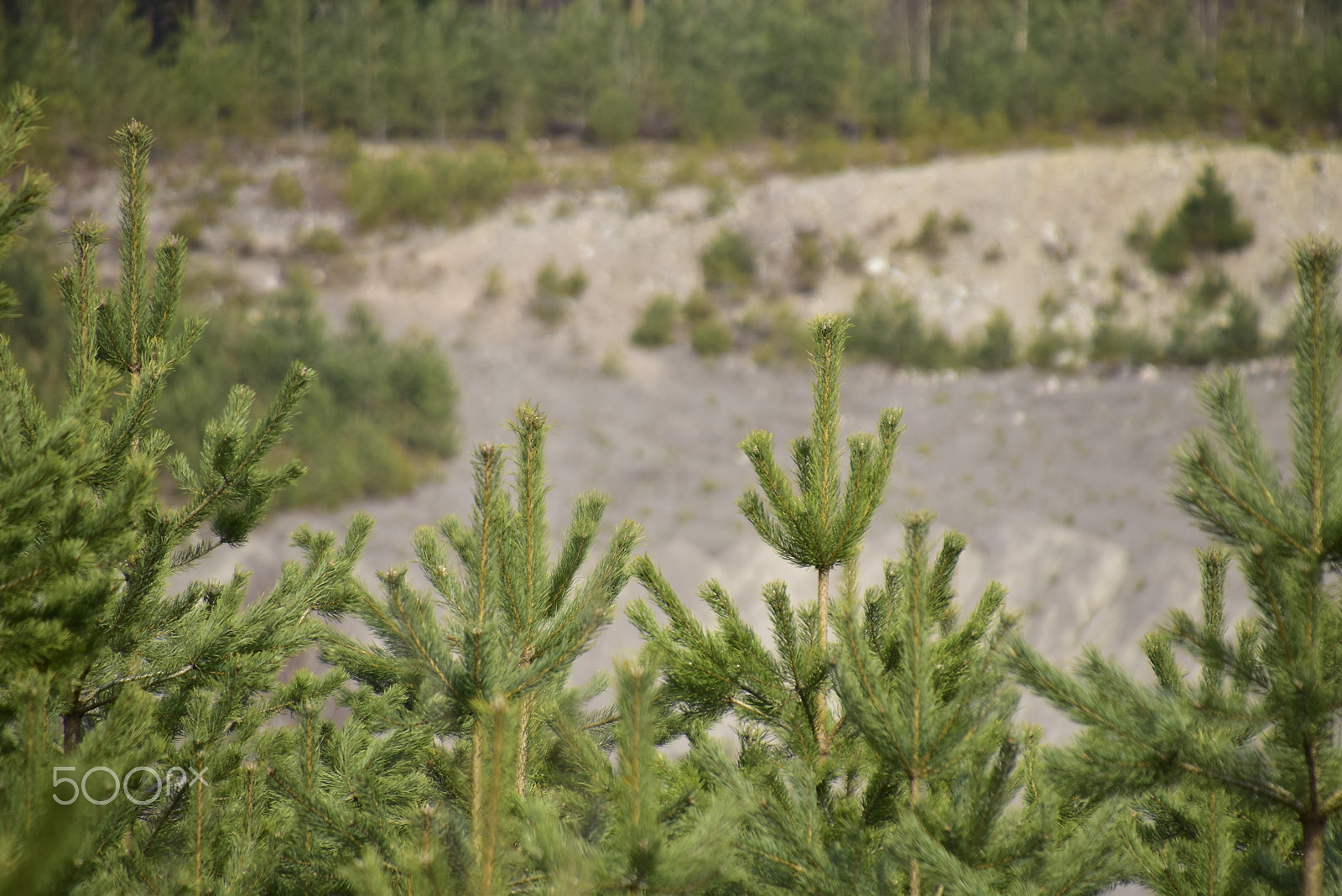 Nikon D5500 sample photo. Våren photography