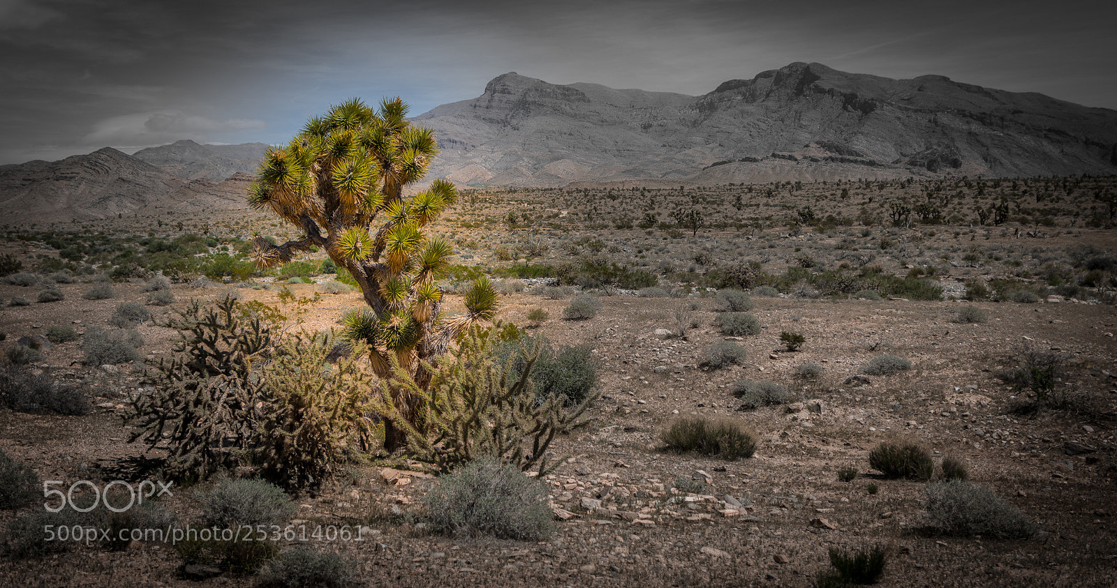 Nikon D7100 sample photo. Desert spotlight photography