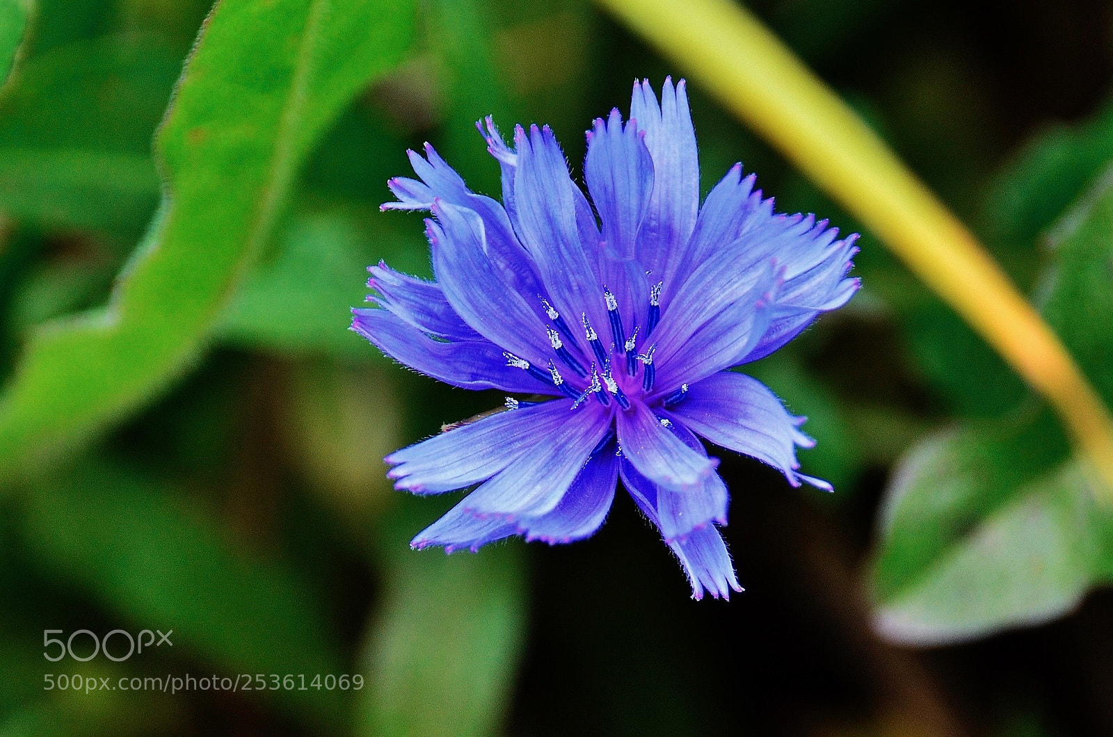 Nikon D7000 sample photo. Cnr-svg photography