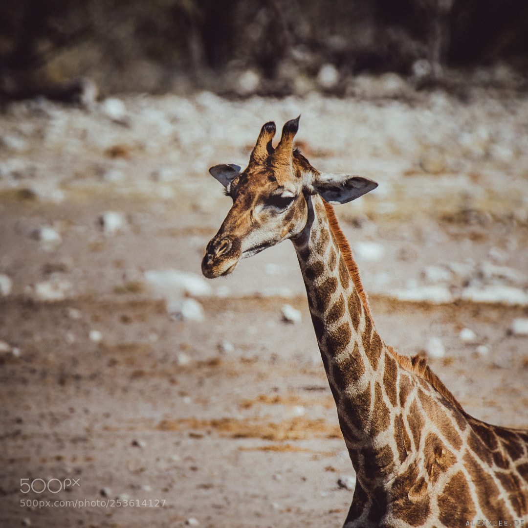 Canon EOS 7D Mark II sample photo. Close-up of the giraffe photography