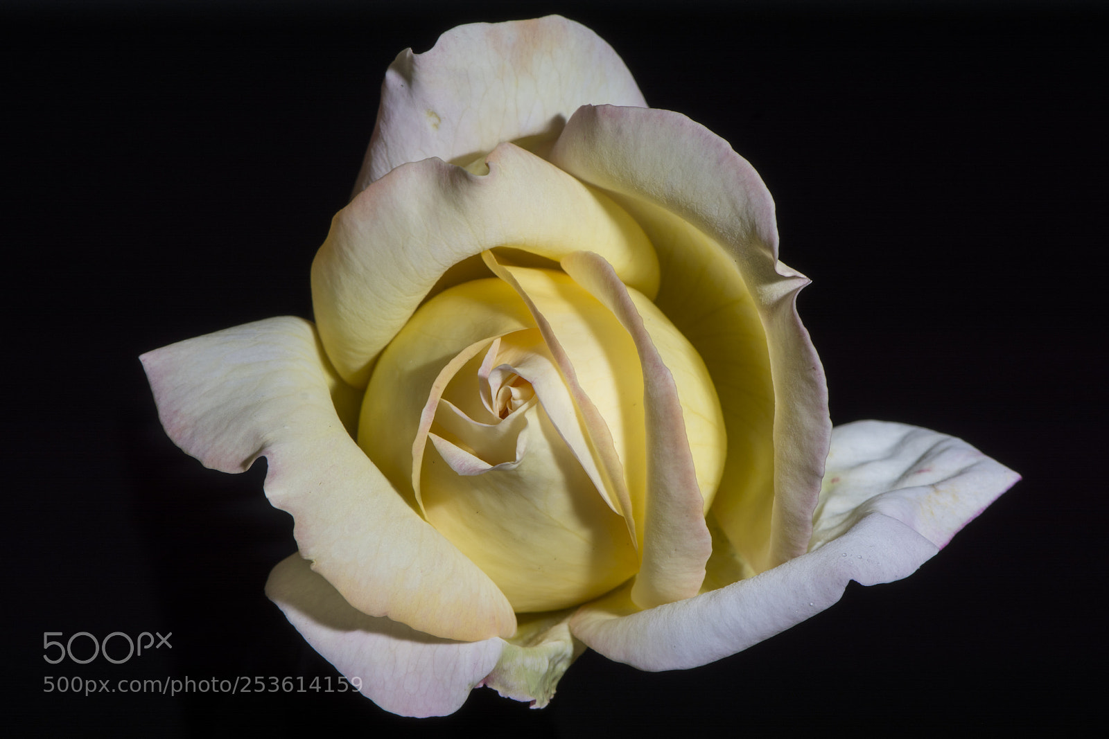 Nikon D7100 sample photo. Low key rose photography