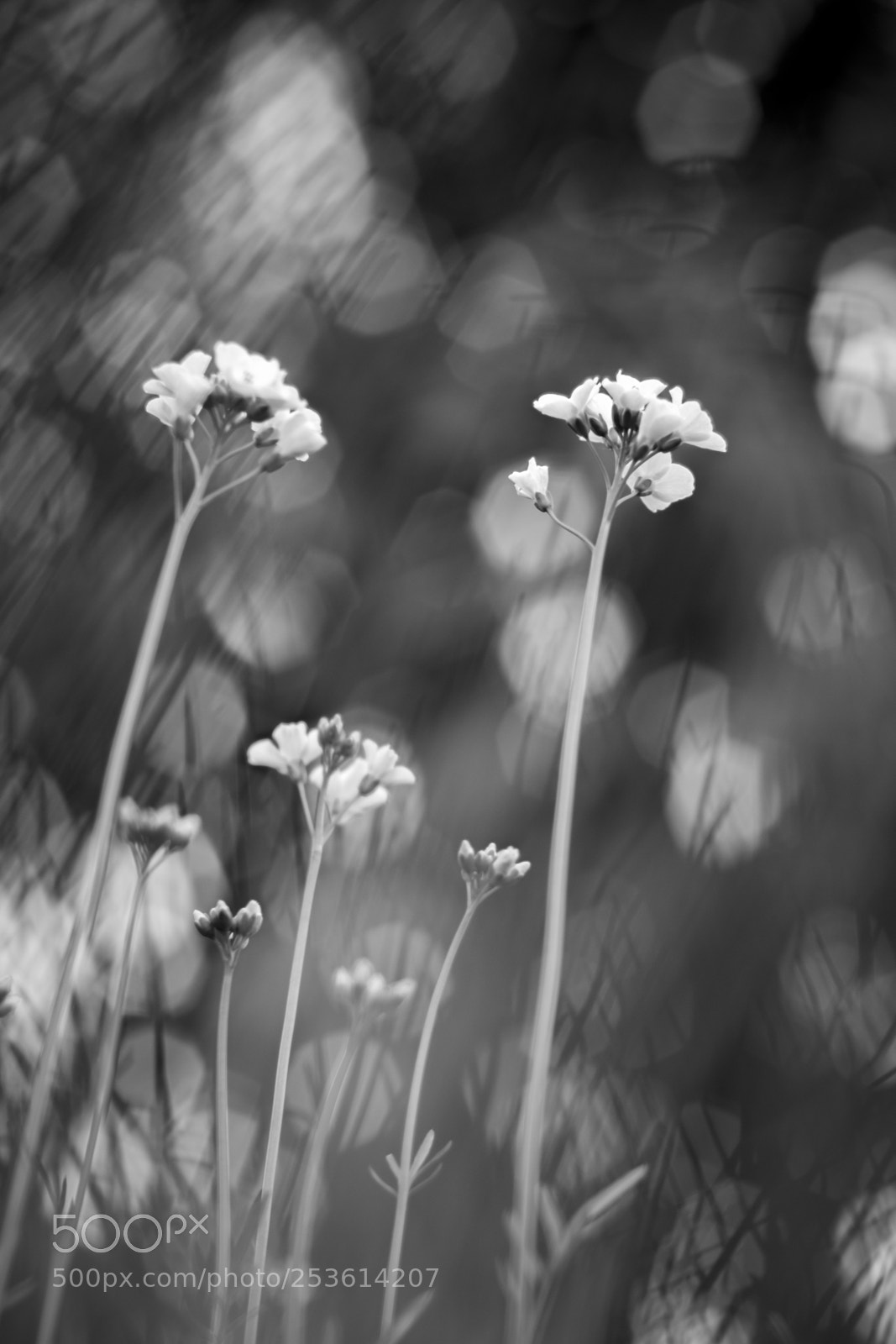 Fujifilm X-T1 sample photo. Head in clowds photography