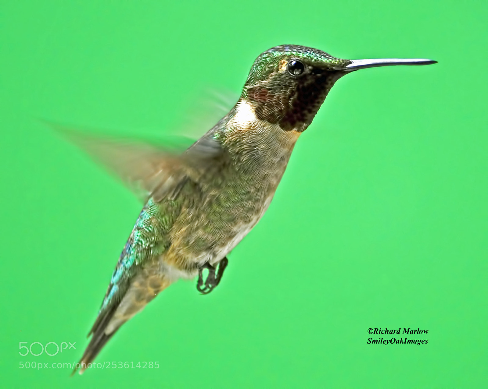 Nikon D5000 sample photo. Hummingbird photography
