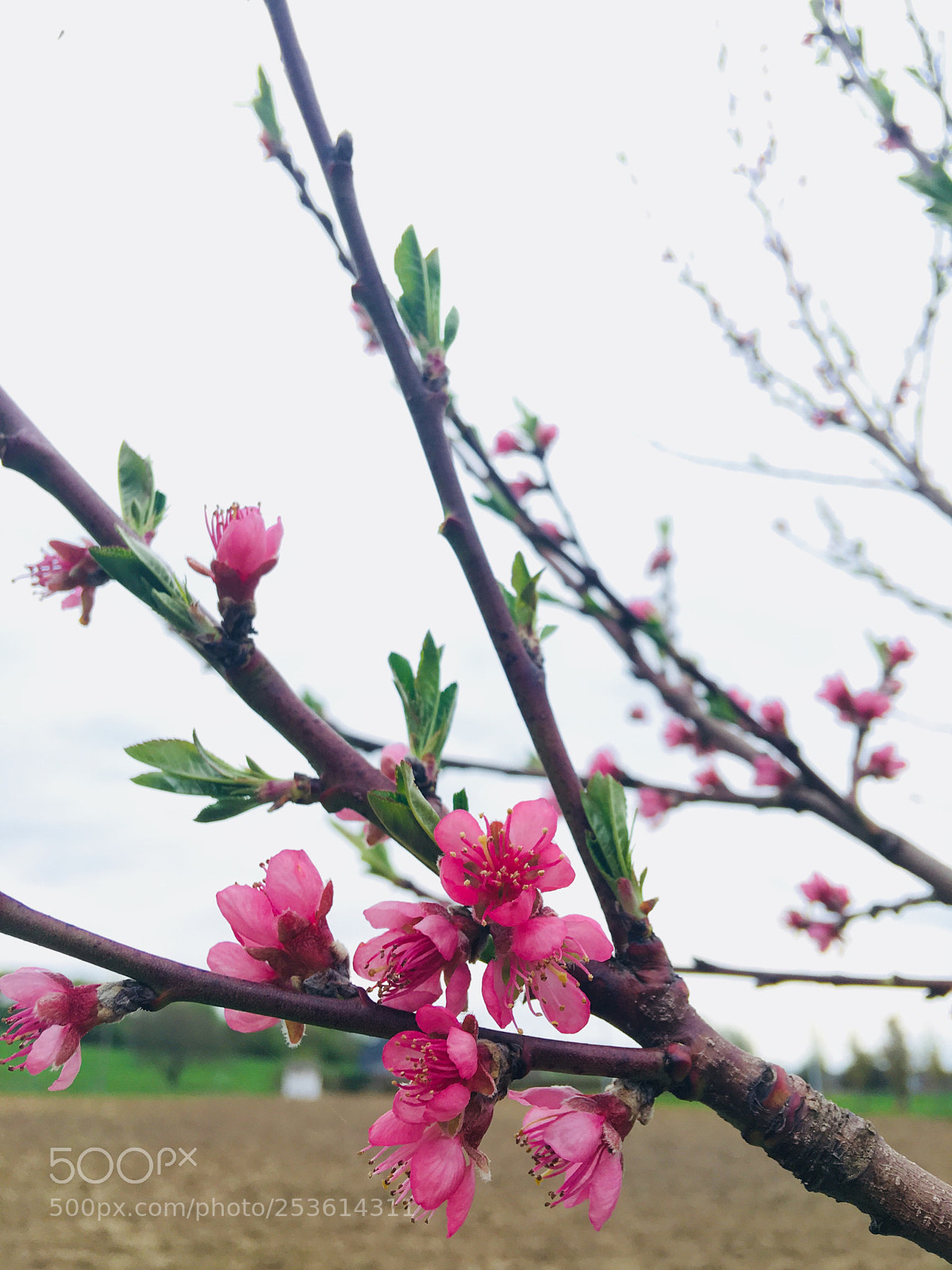 Apple iPhone 6s Plus sample photo. Untitled photography