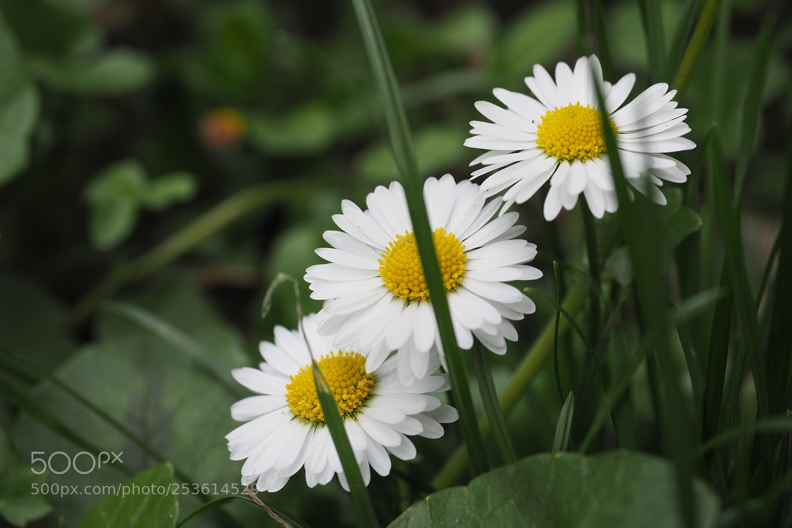 Olympus OM-D E-M5 II sample photo. Trinity photography
