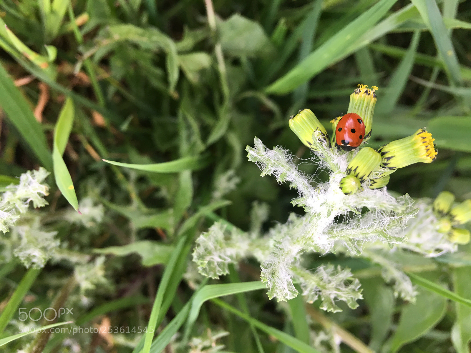 Apple iPhone 6s Plus sample photo. Untitled photography