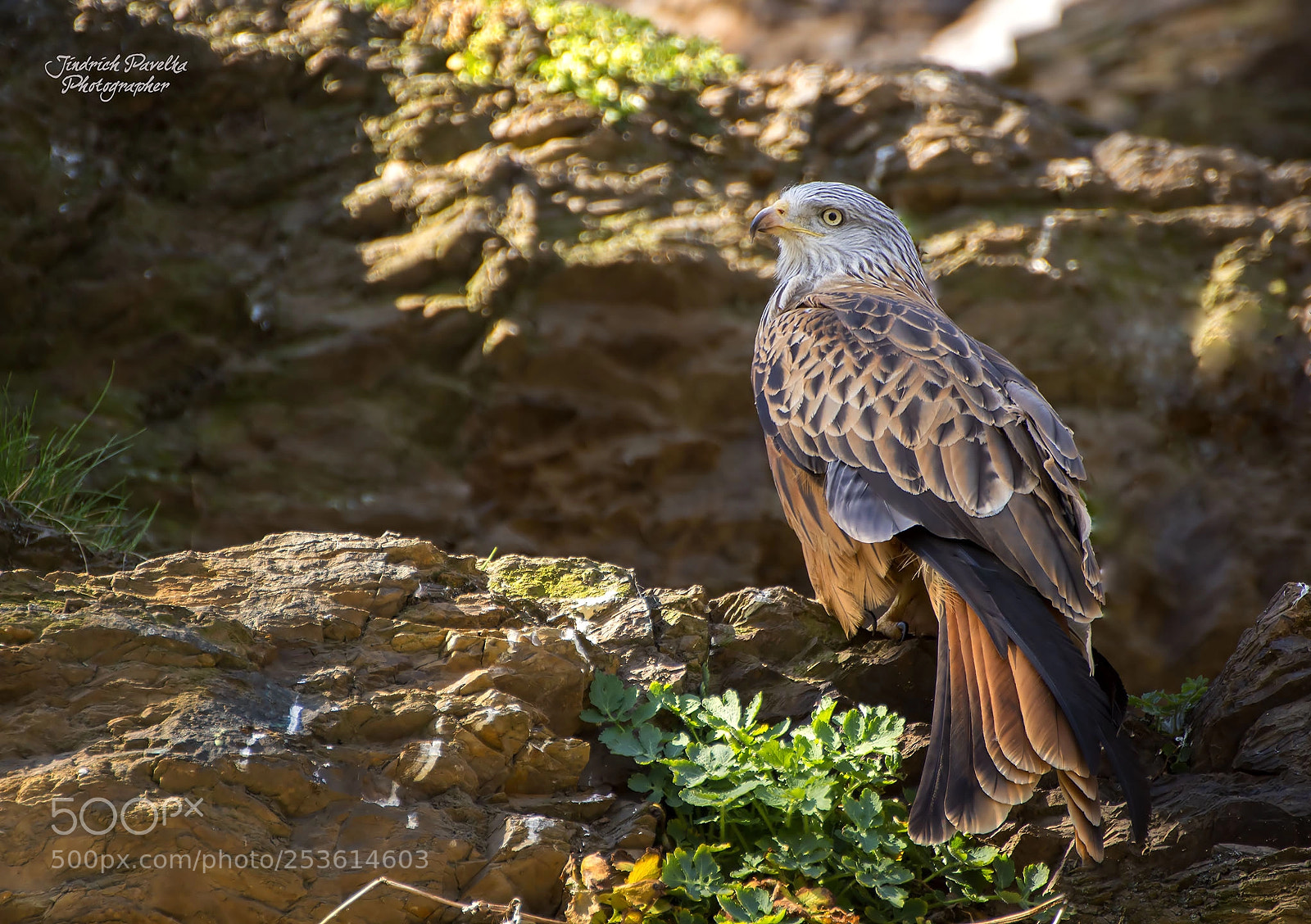 Canon EOS 100D (EOS Rebel SL1 / EOS Kiss X7) sample photo. Red kite / milvus milvus photography