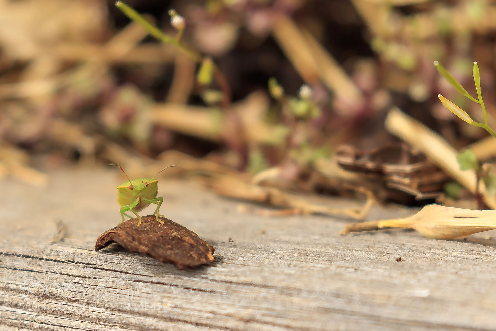 Canon EOS 5DS sample photo. Oh punaise ! photography