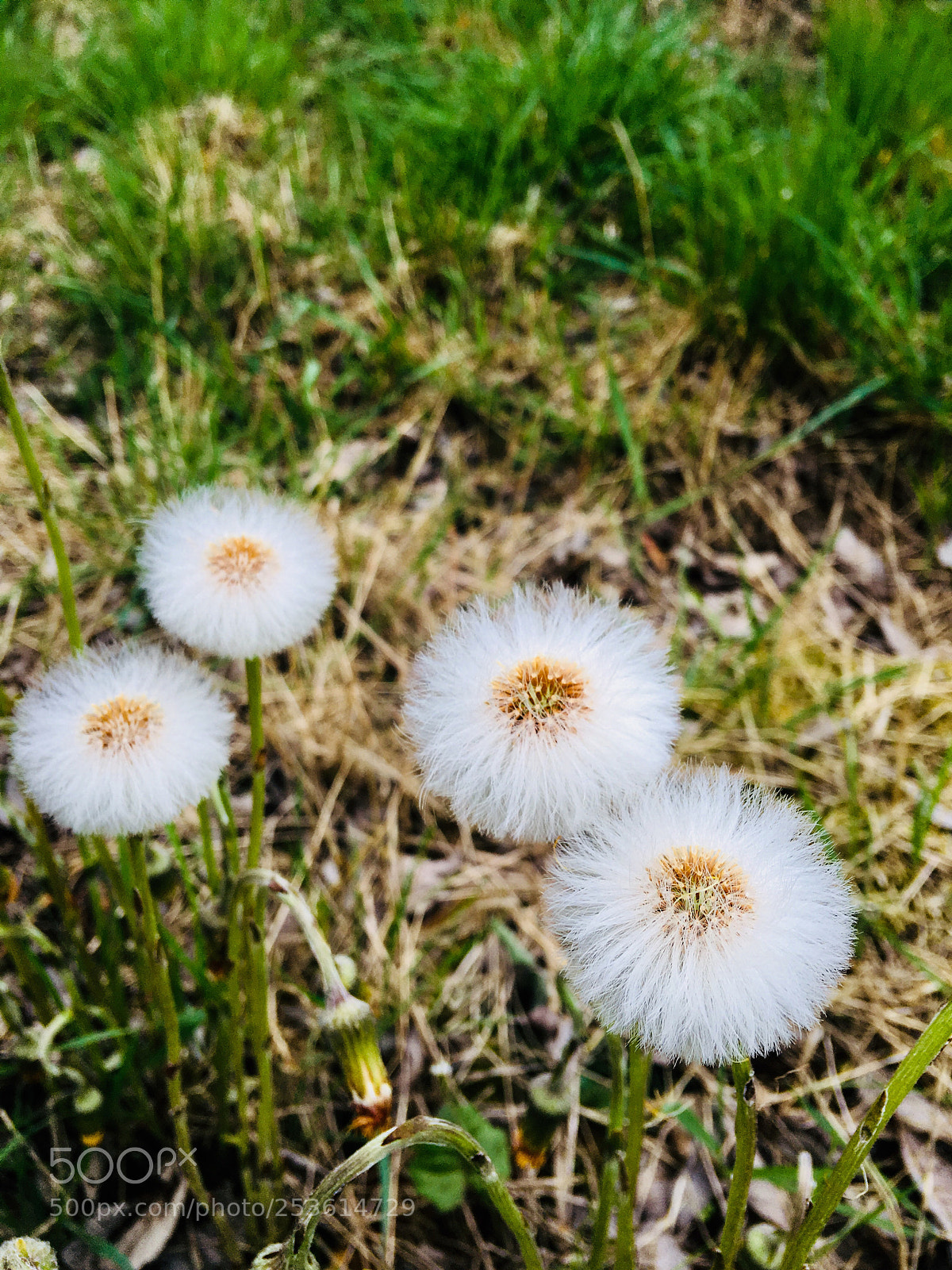 Apple iPhone 6s Plus sample photo. Untitled photography