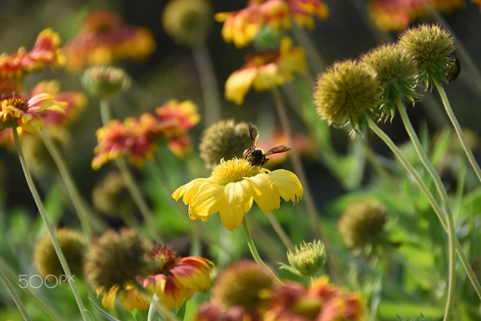 Nikon D7200 sample photo. In your mind when you pictured heaven photography