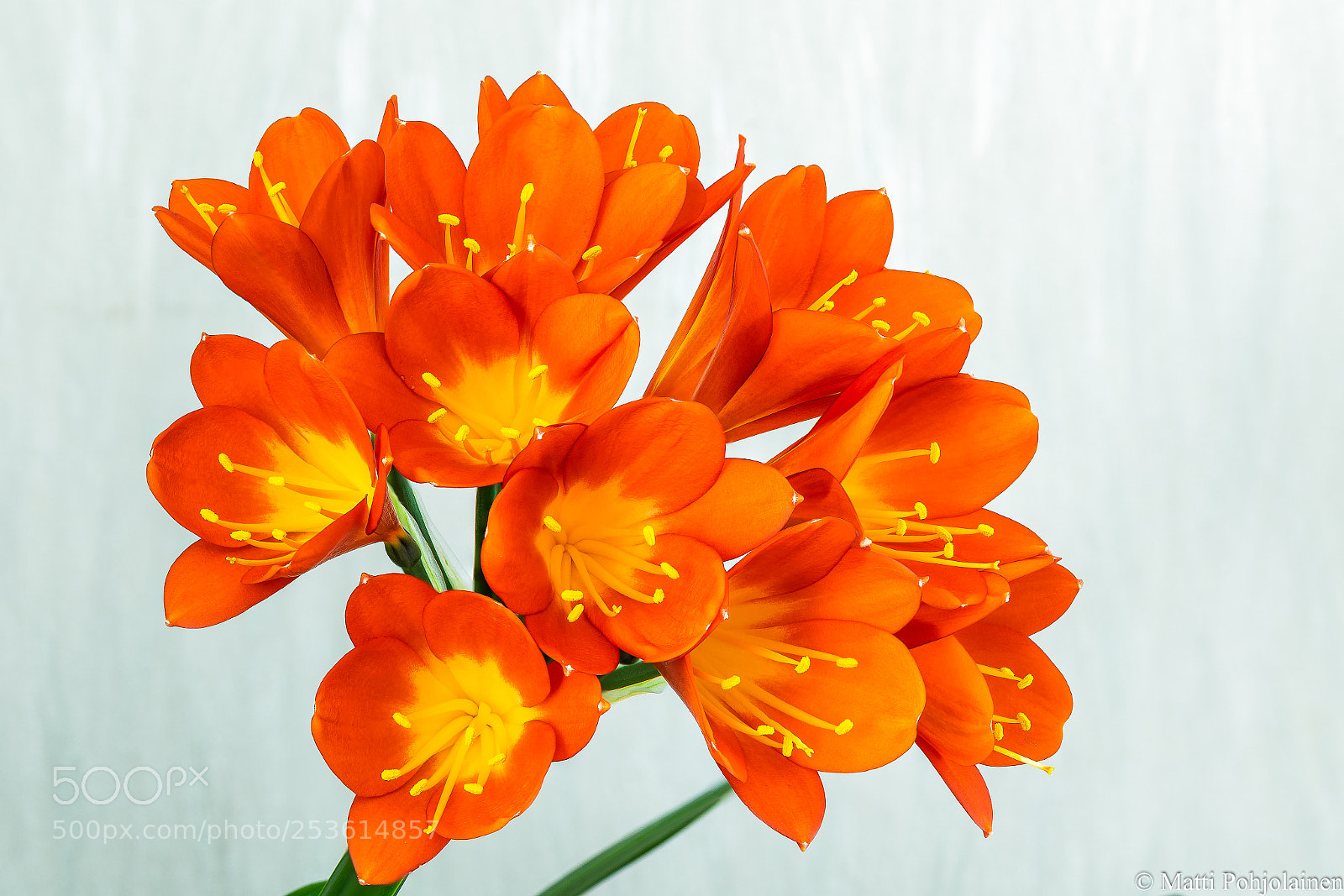 Canon EOS 5D Mark IV sample photo. Flower photography