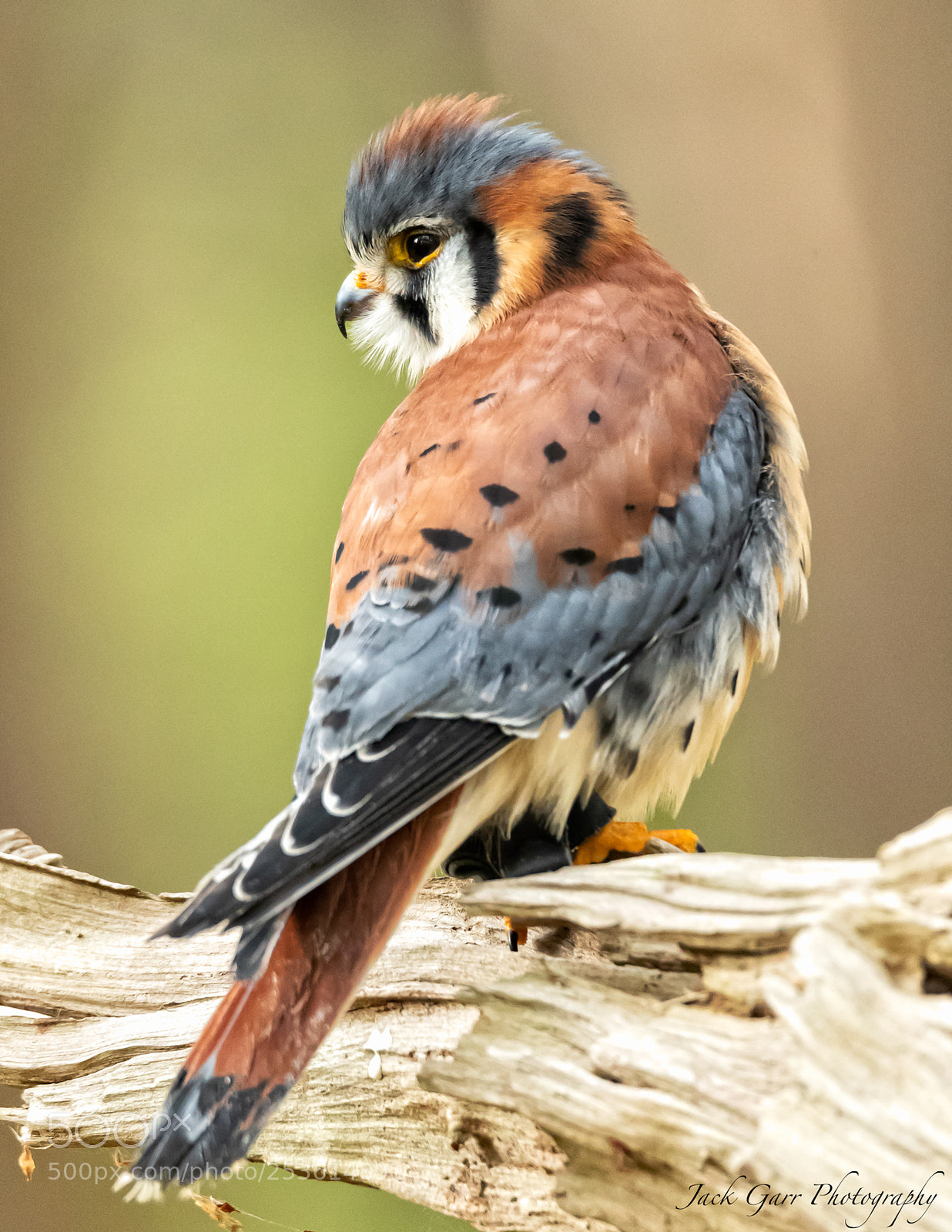 Canon EOS-1D X Mark II sample photo. American kestrel photography
