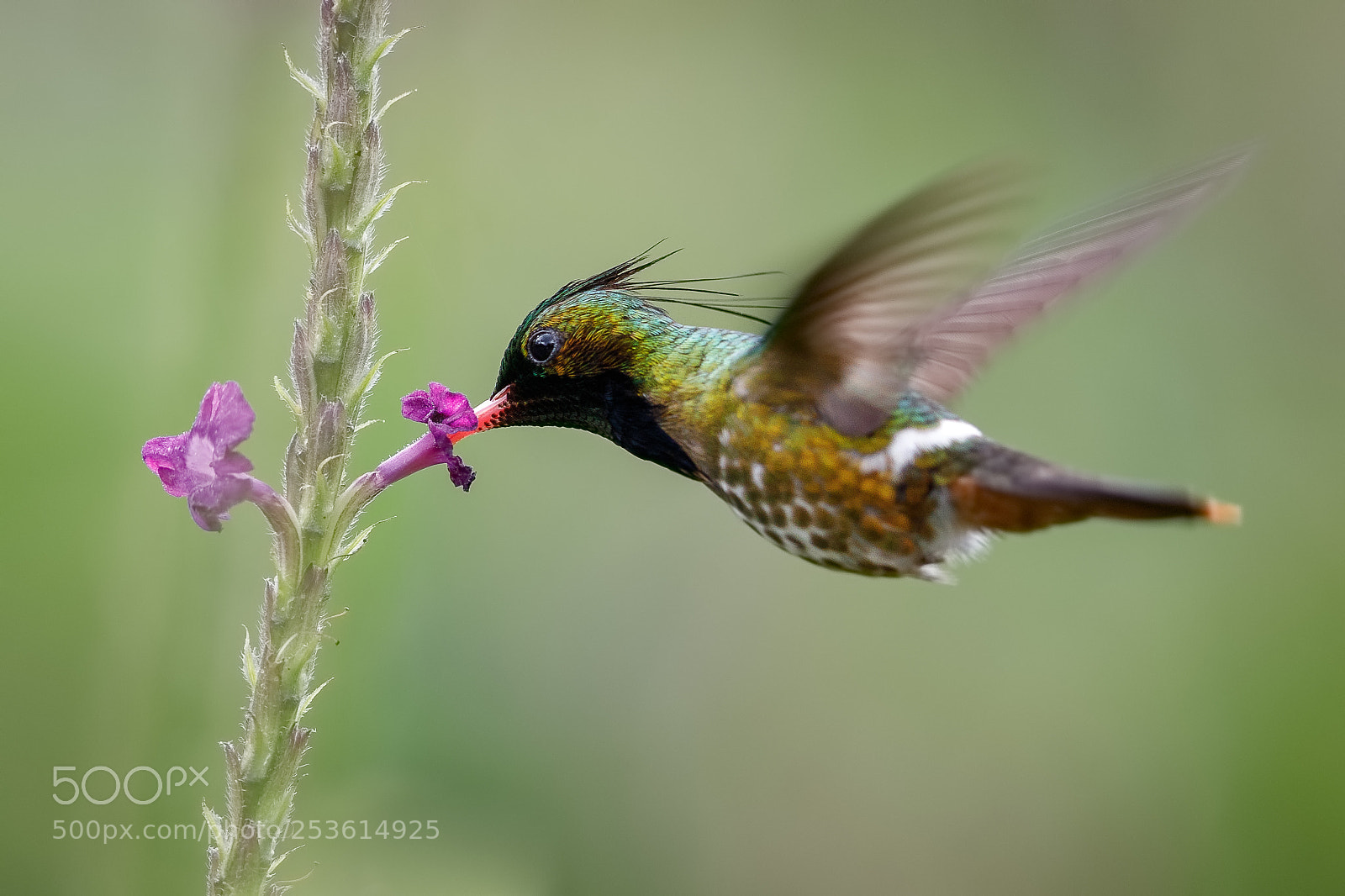 Canon EOS 5D Mark IV sample photo. Black-crested coquette photography