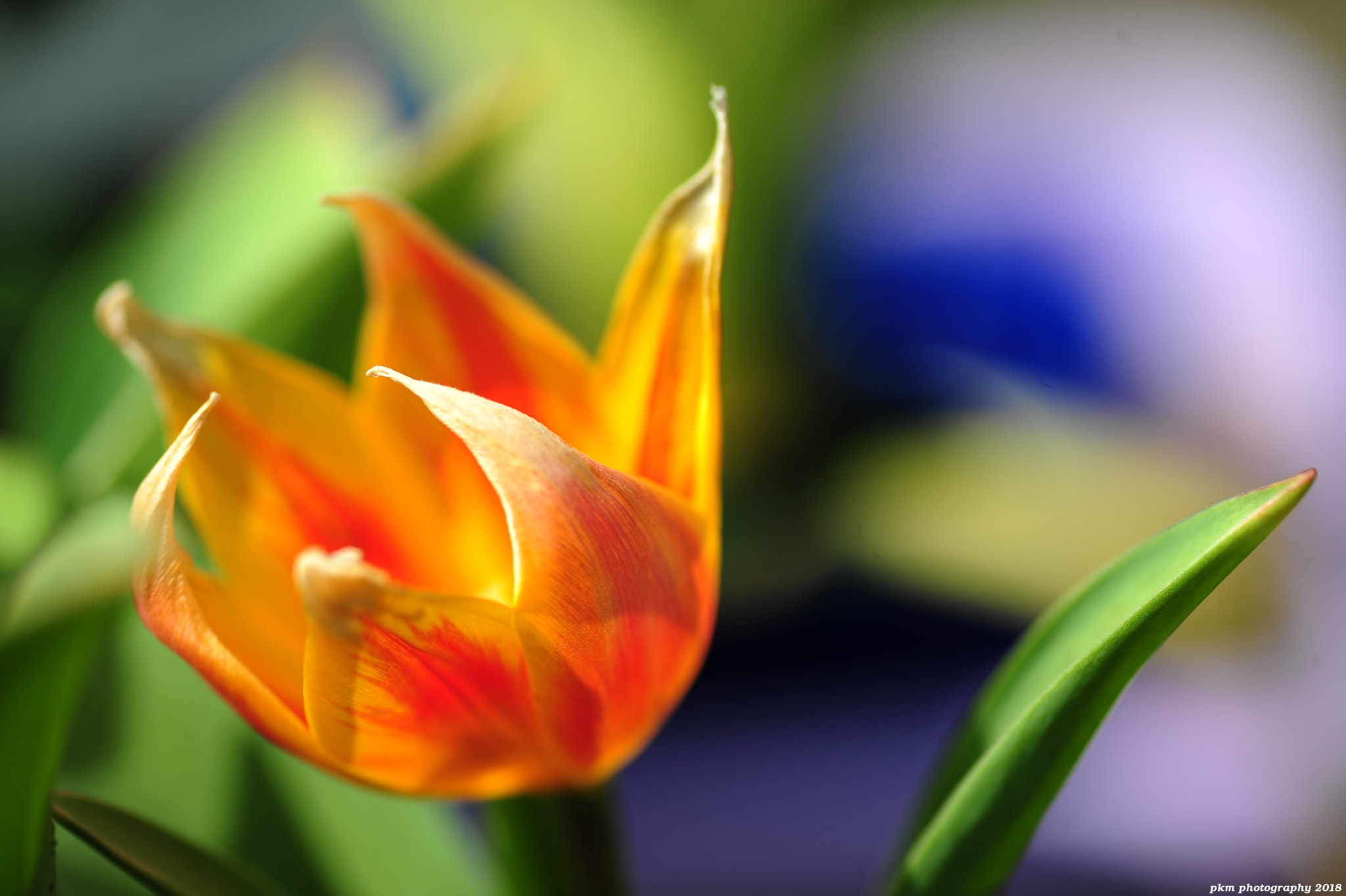 Nikon D700 sample photo. Orange tulip photography
