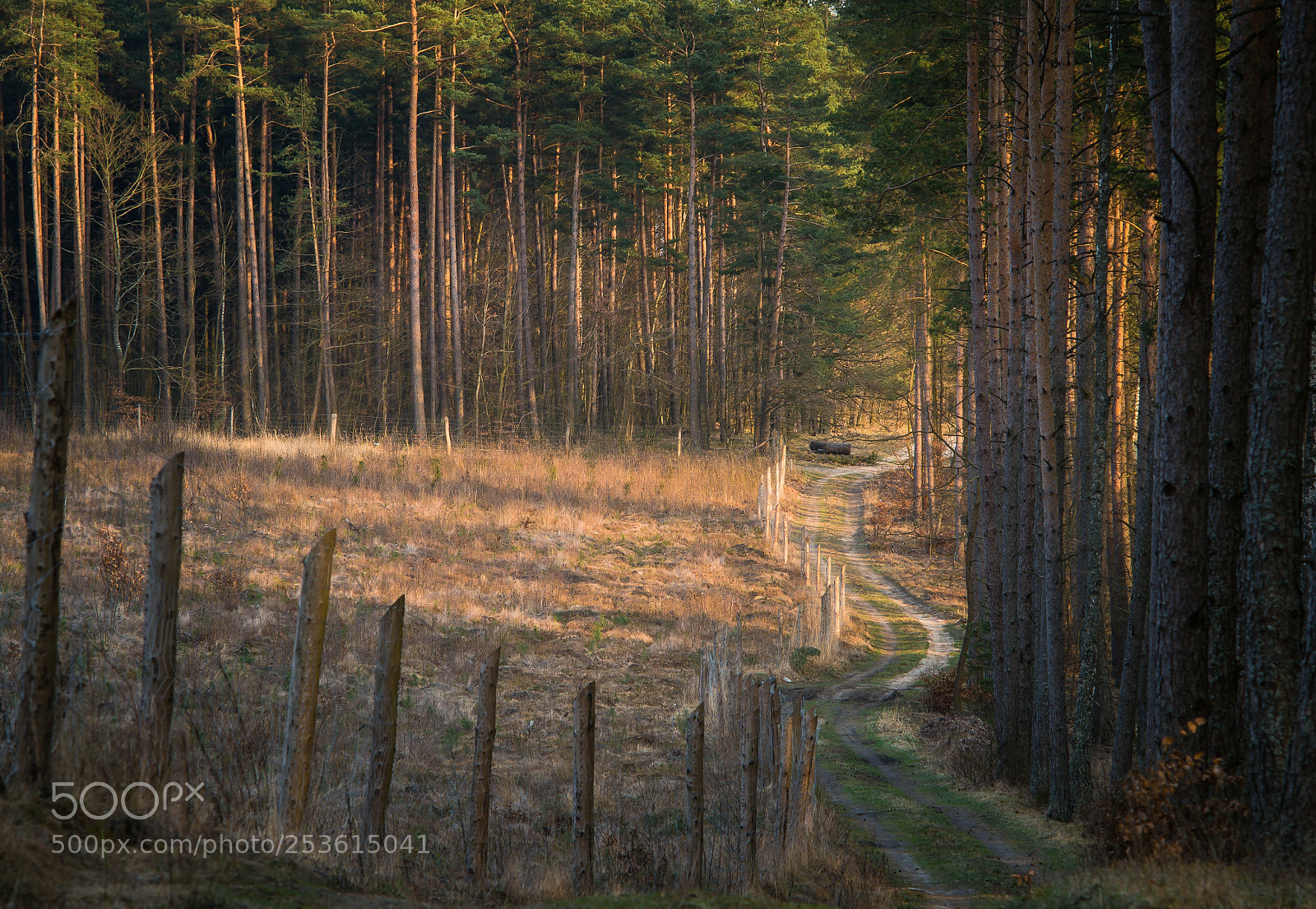 Nikon D7000 sample photo. Light in forest photography