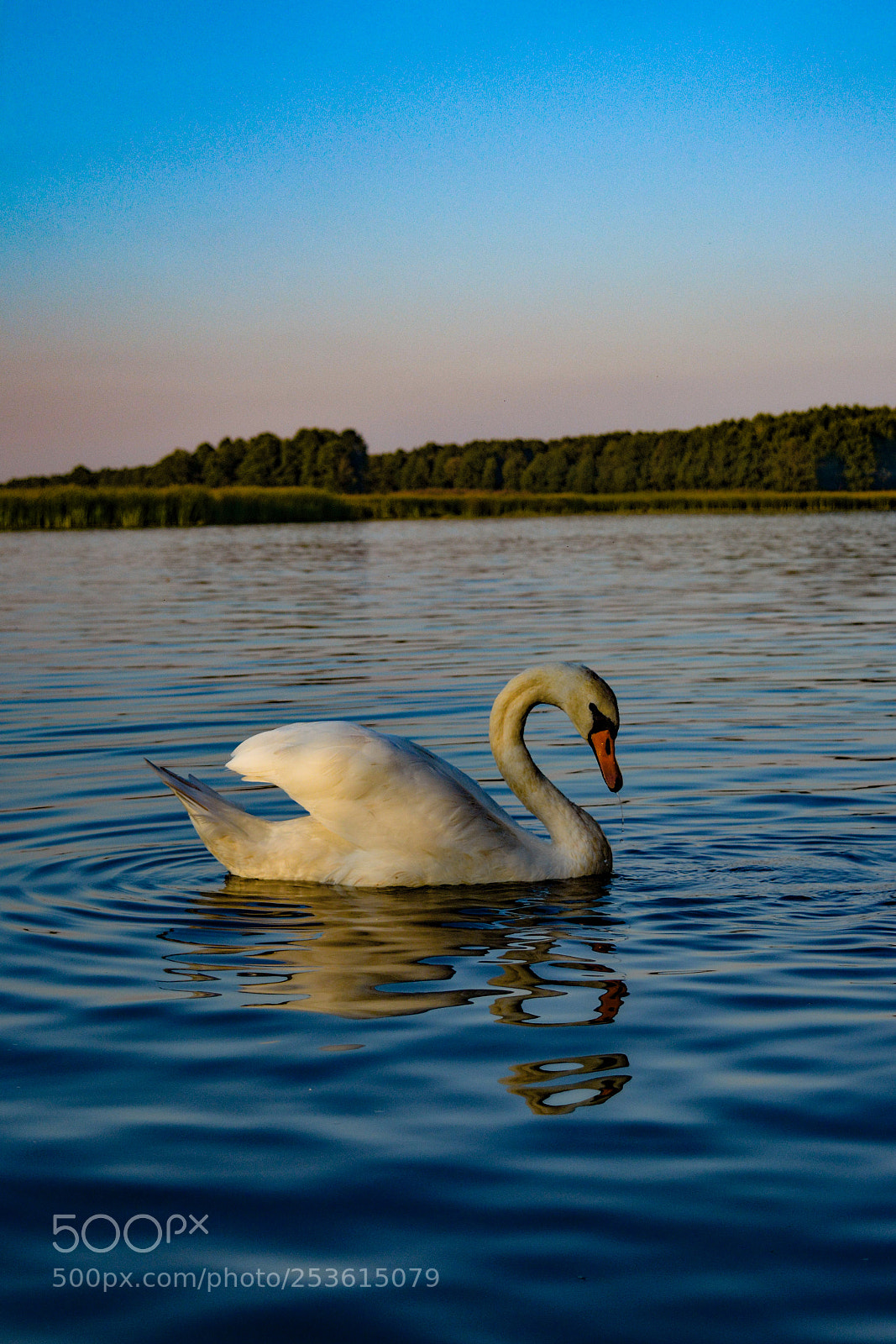 Nikon D5200 sample photo. Saw photography