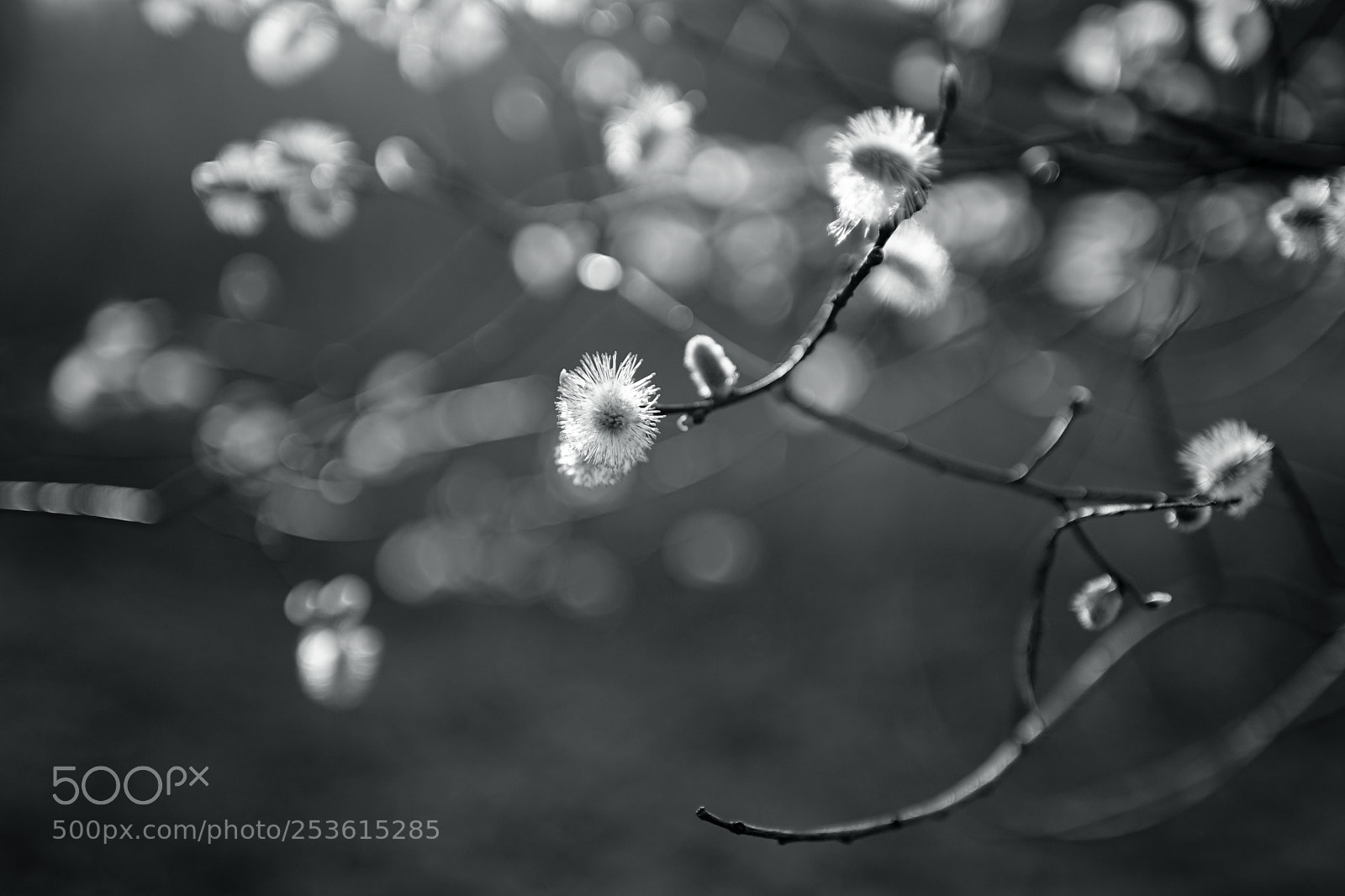 Sony a7R II sample photo. Spring appearance 4 photography