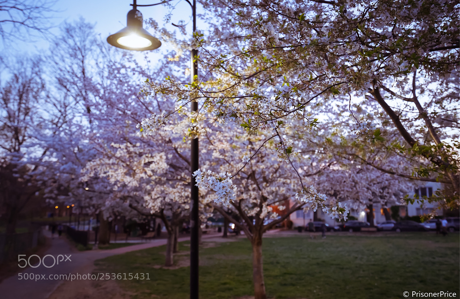 Sony a7 II sample photo. Sunset blossom photography