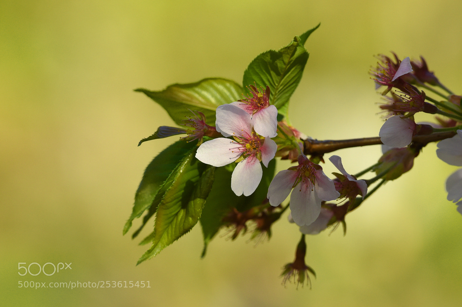 Nikon D810 sample photo. Last cherry blossom photography