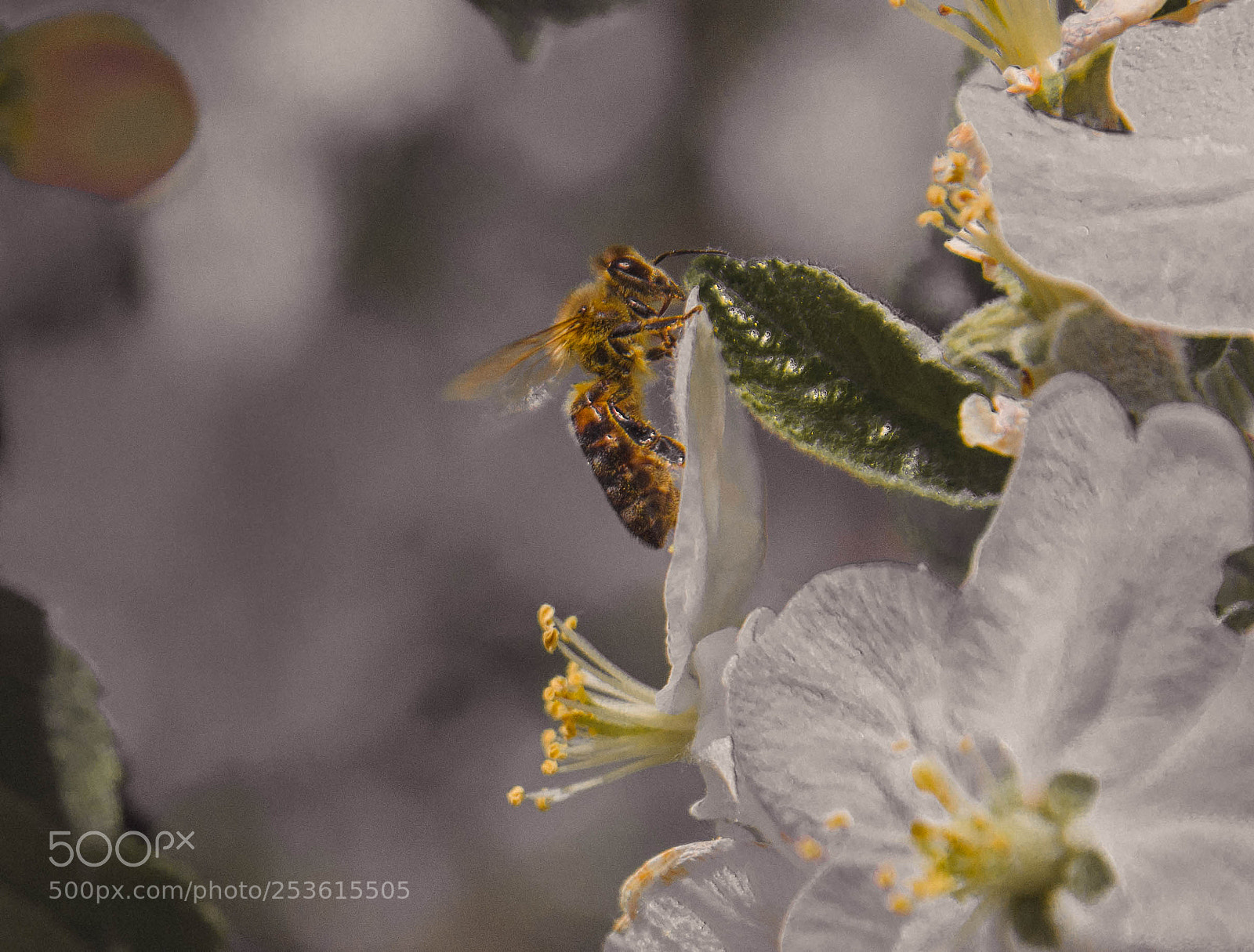 Nikon D5100 sample photo. Climbing bee photography