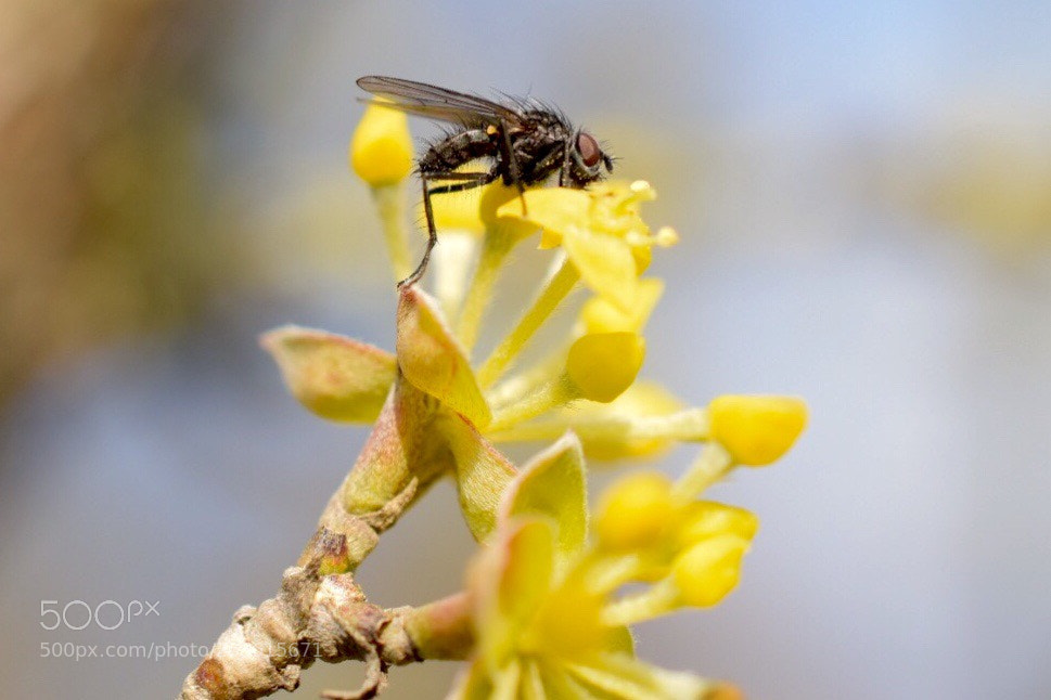 Nikon D5300 sample photo. A little fly warm photography